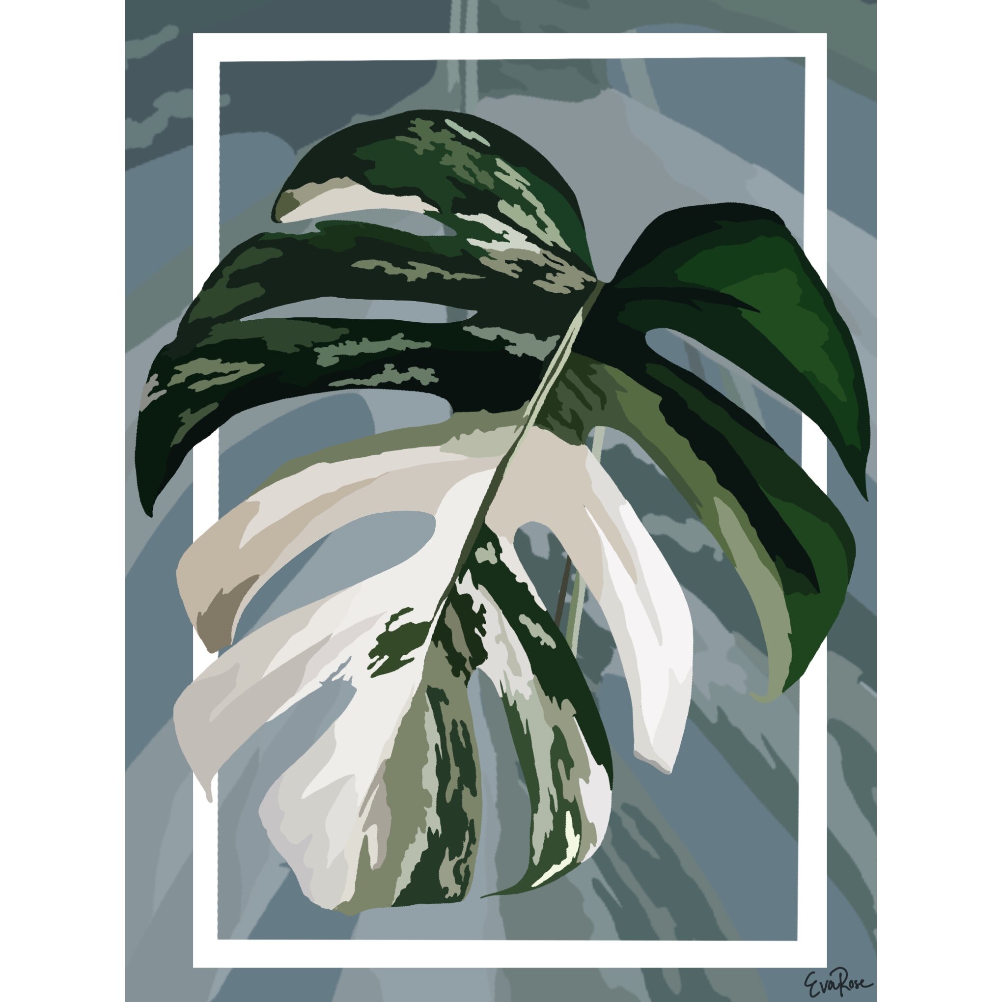 Monstera