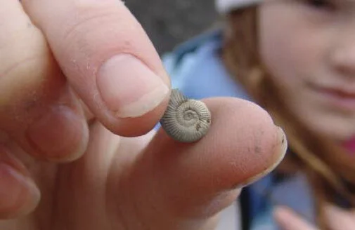 “There’s nothing more magical than finding a fossil and knowing you’re the first person to have seen it for 150 million years.” - Sir David Attenborough