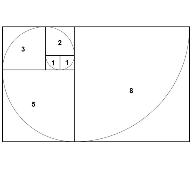 Sometimes called the Golden Spiral, the Fibonacci sequence appears throughout nature as a mathematical pattern in shells, sunflowers, pinecones, and many other forms.