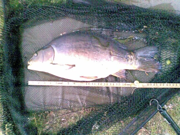 11.5lb_Mirror1.jpg