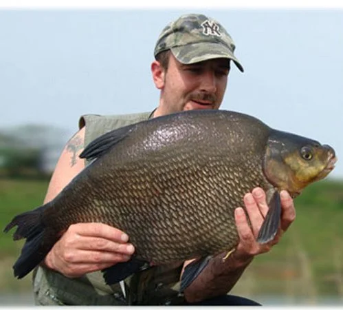 Bream10.jpg