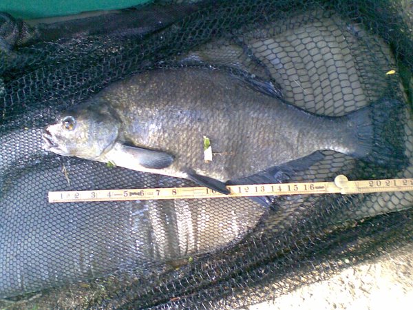 3kg bream2.jpg