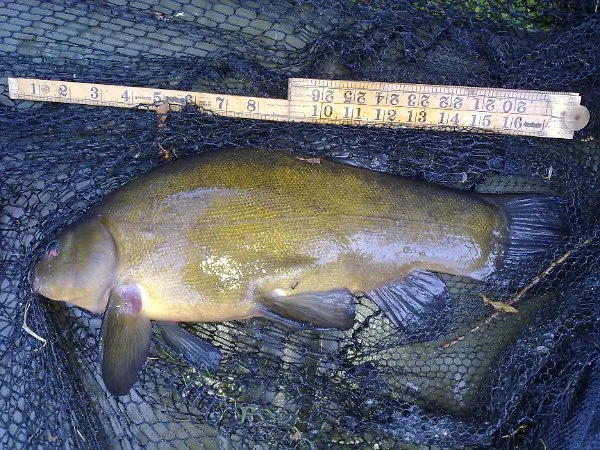 2.25 tench_22jul.jpg