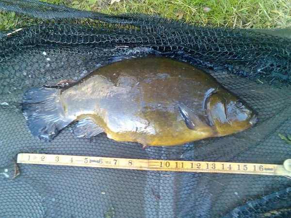 5lb_Tench_1.jpg
