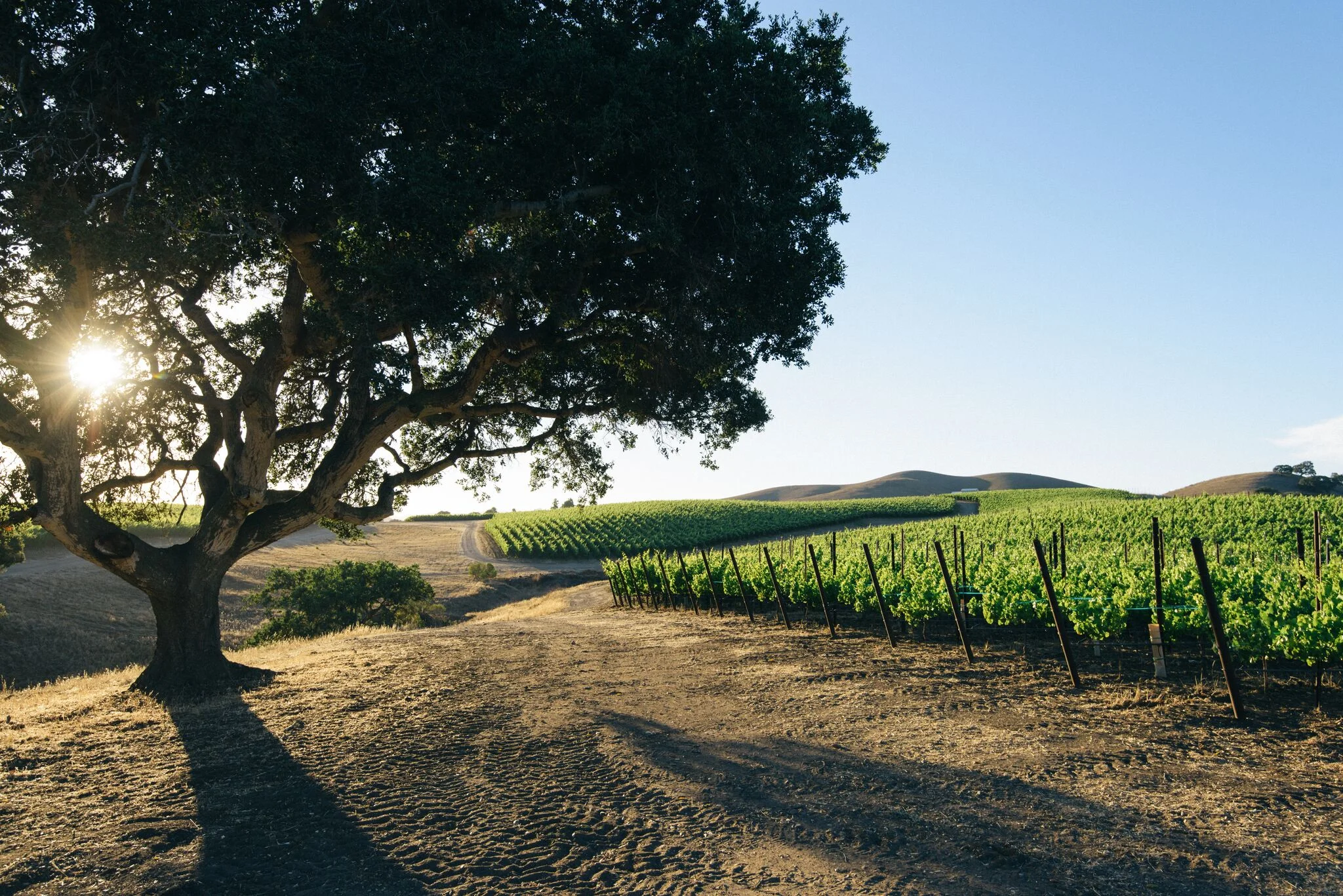 vineyard_sumer15-5 copy_preview.jpeg