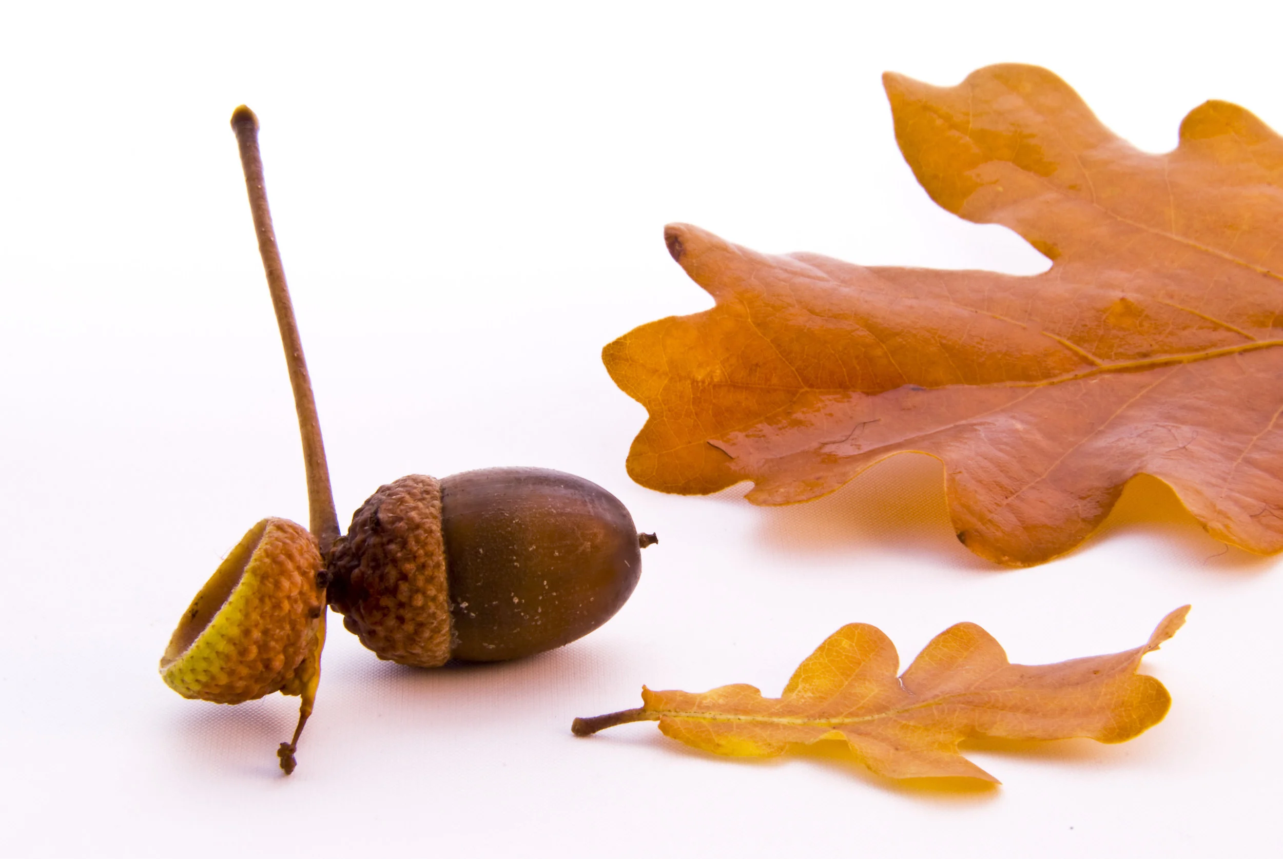 autumn_MJGegv9d.jpg