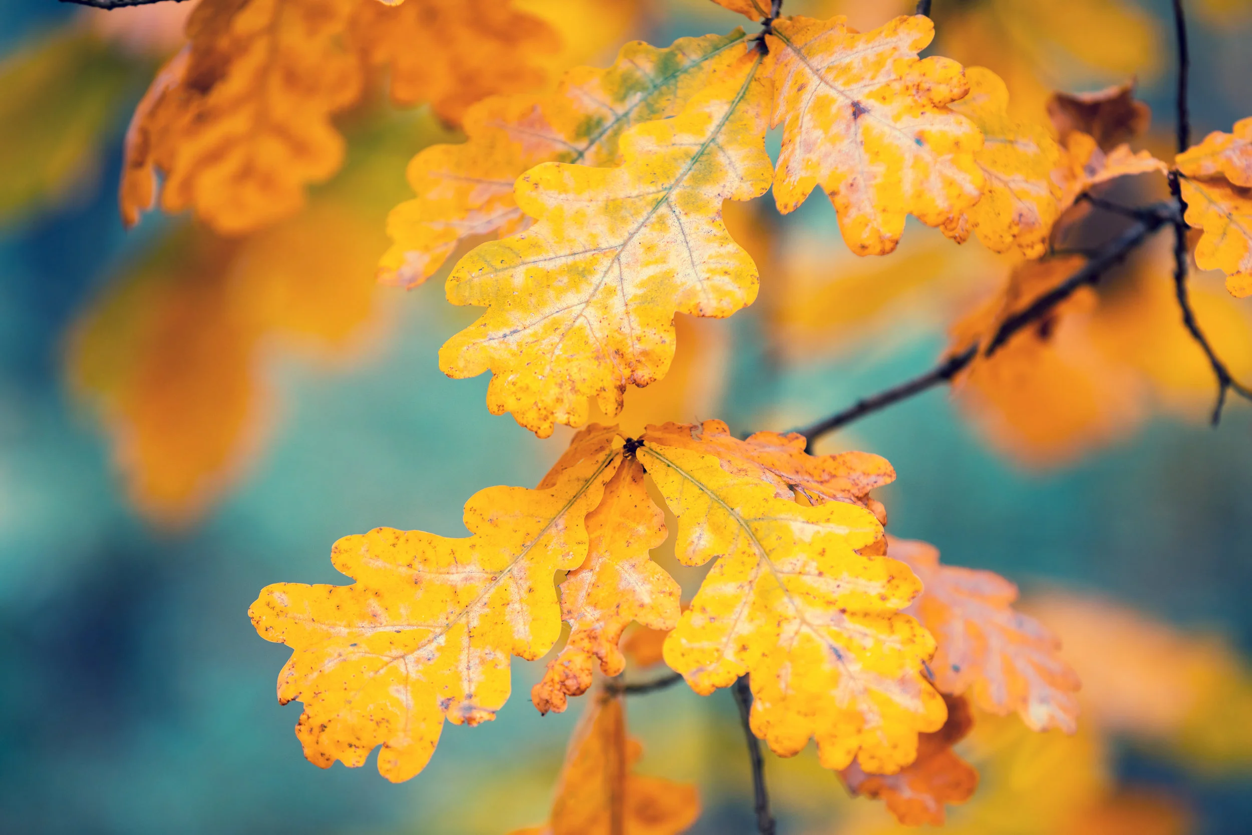 storyblocks-oak-branch-with-yellow-leaves-in-the-forest-in-autumn_rINYEqPJf.jpg