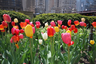 TOHS_chicago_tulips smaller copy.jpeg