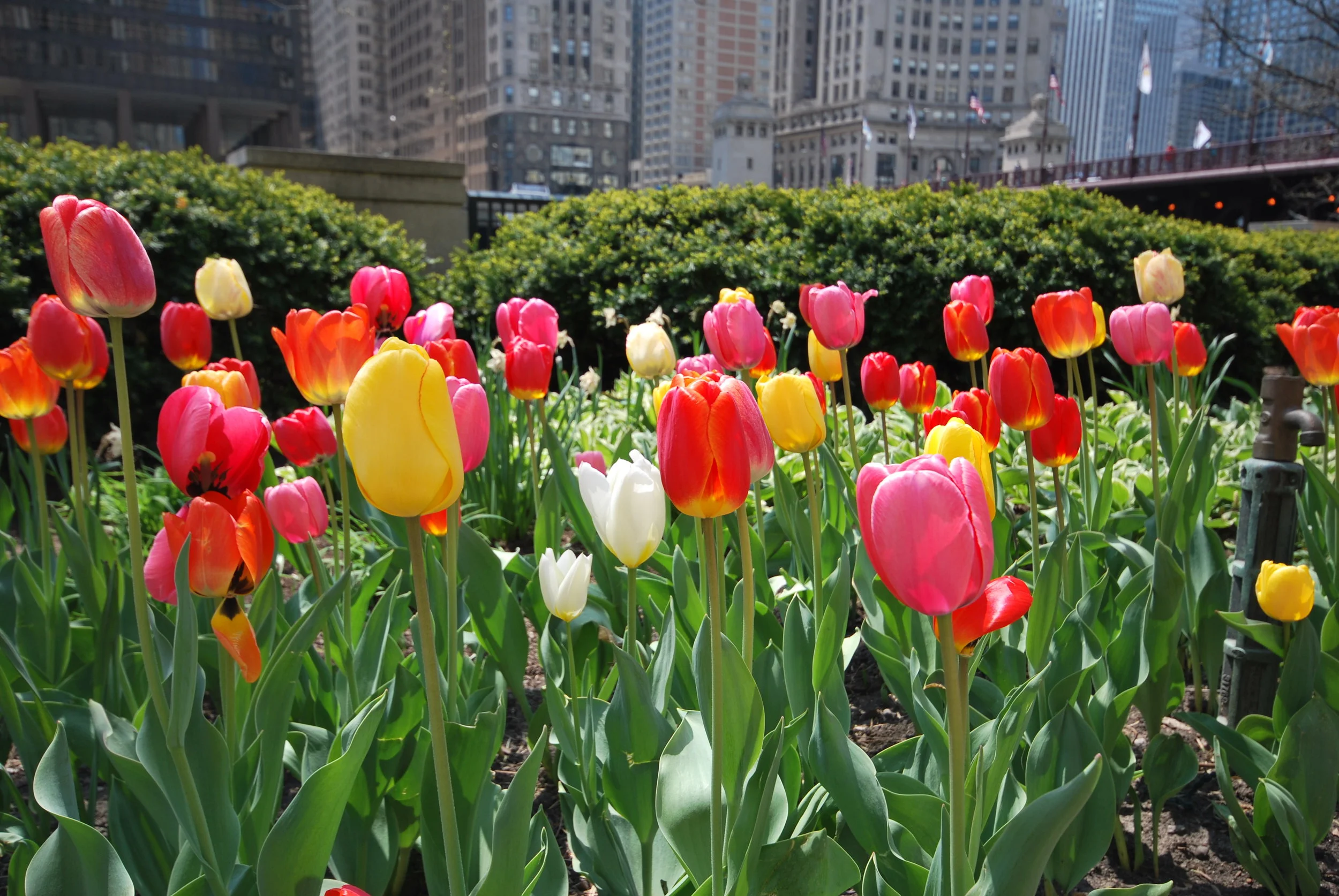 TOHS_chicago_tulips.jpg