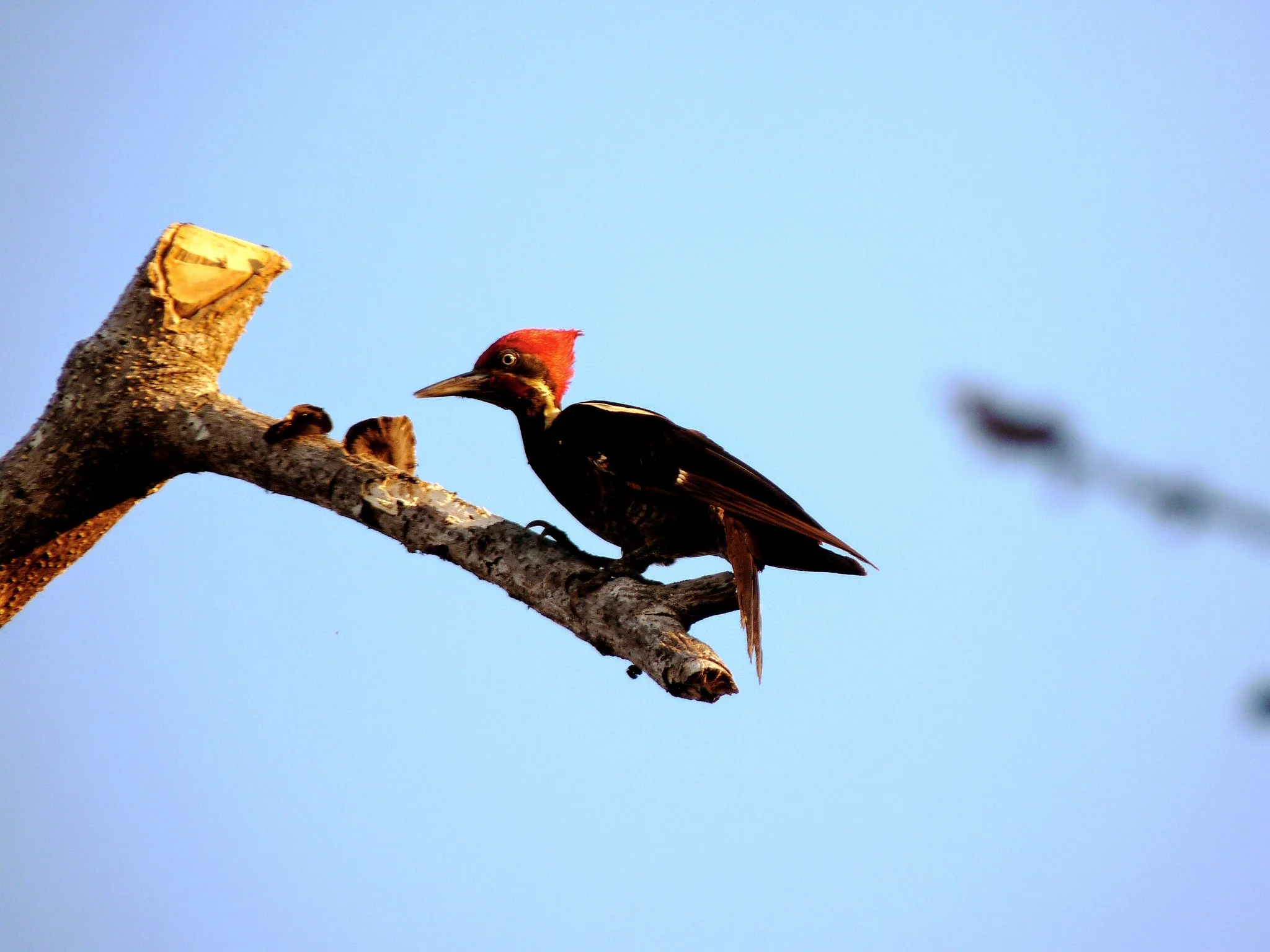 Hoffman Woodpecker