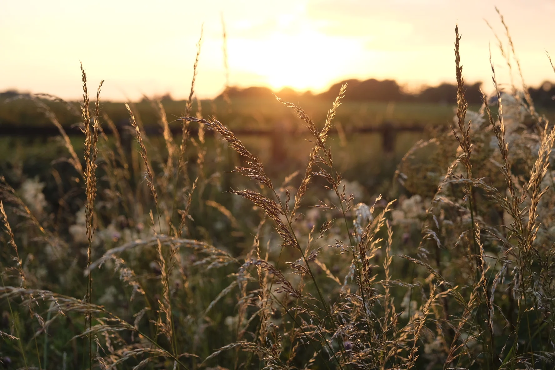 Got a new camera Fuji XT20