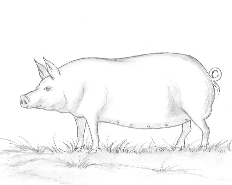 pig.jpeg