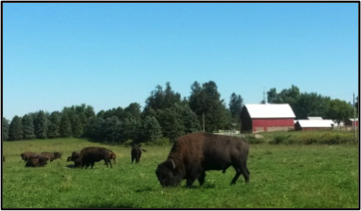 buffalo.png