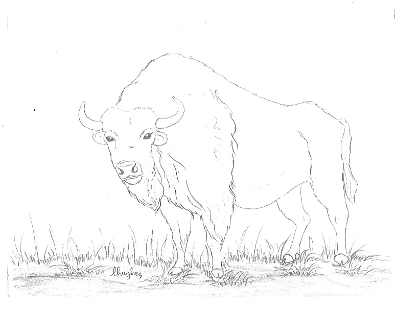 buffalo.jpeg