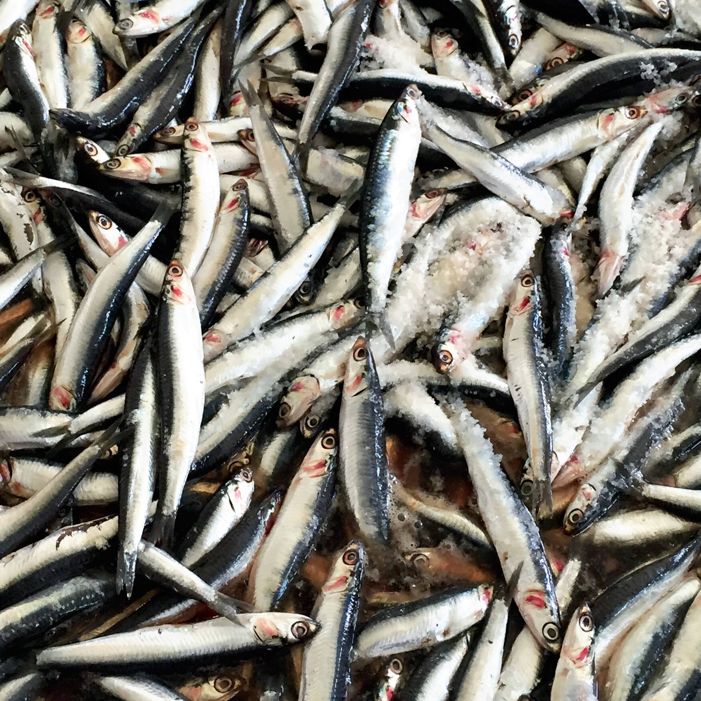 salted+sardines.jpg
