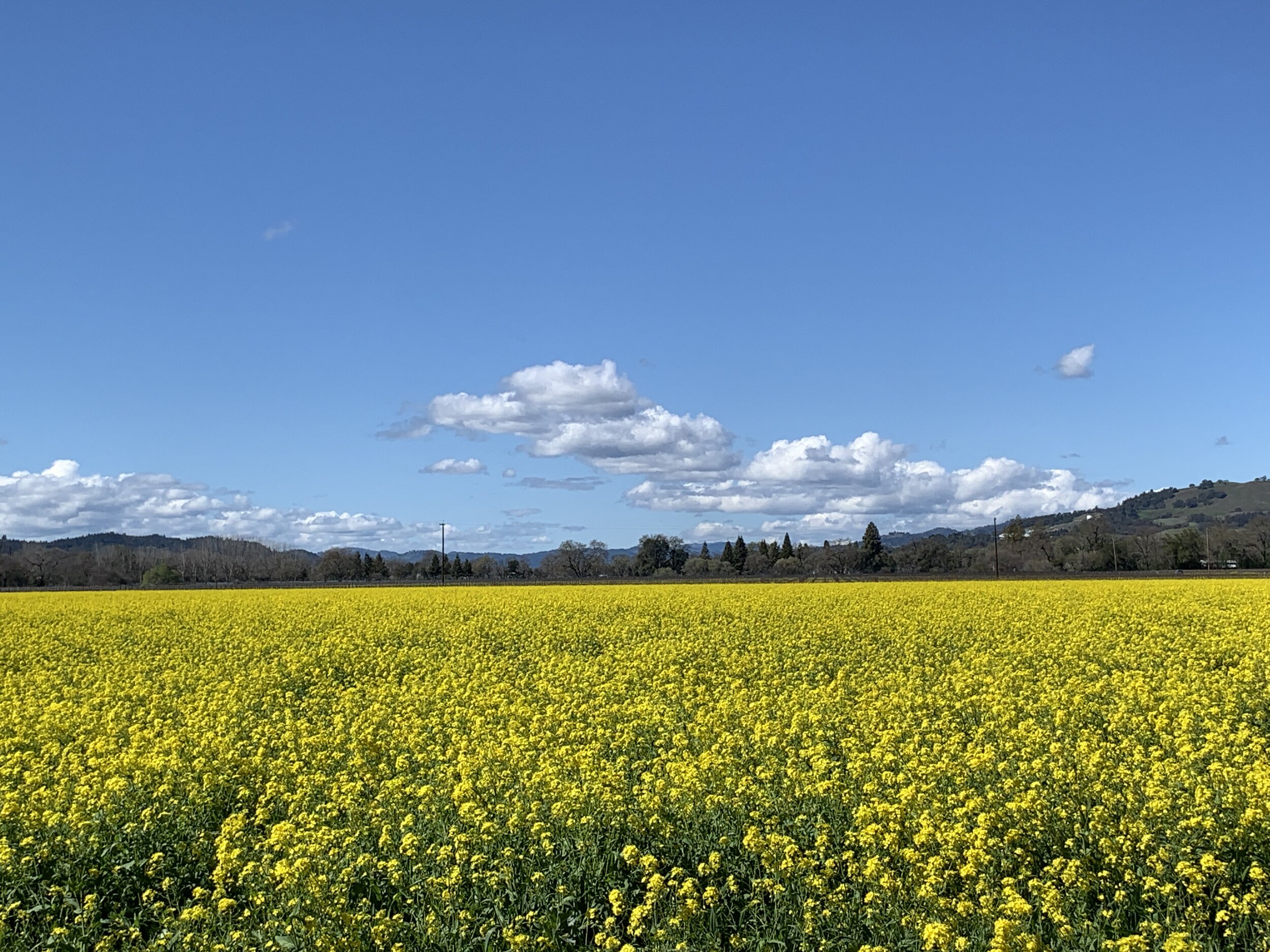 A field of mustard in Alexander Valley