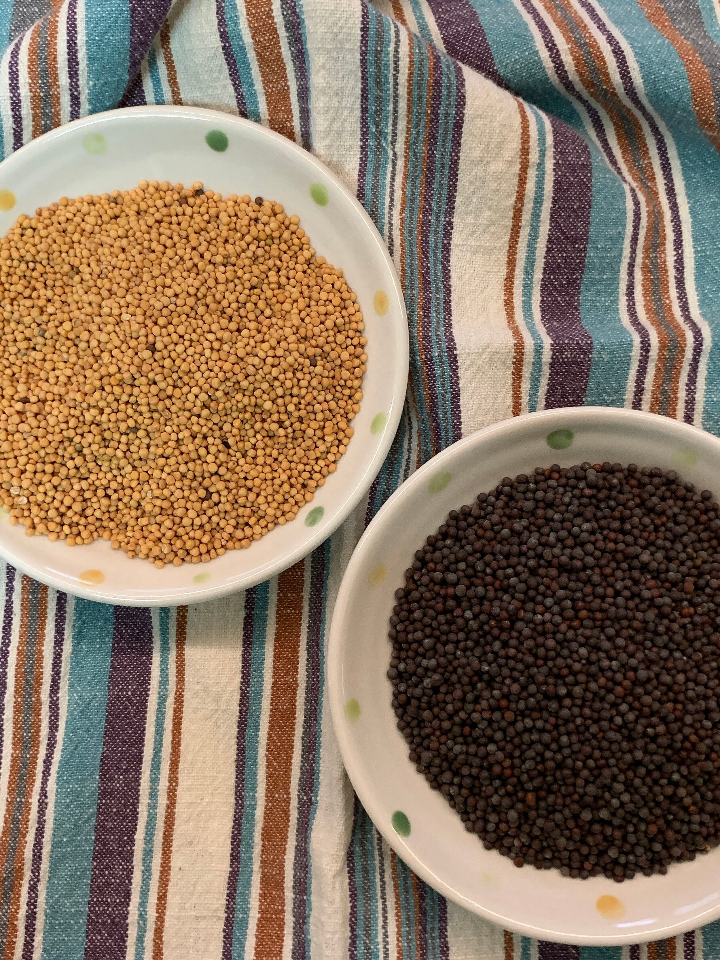 Mustard seeds,  s. alba and  b.juncea