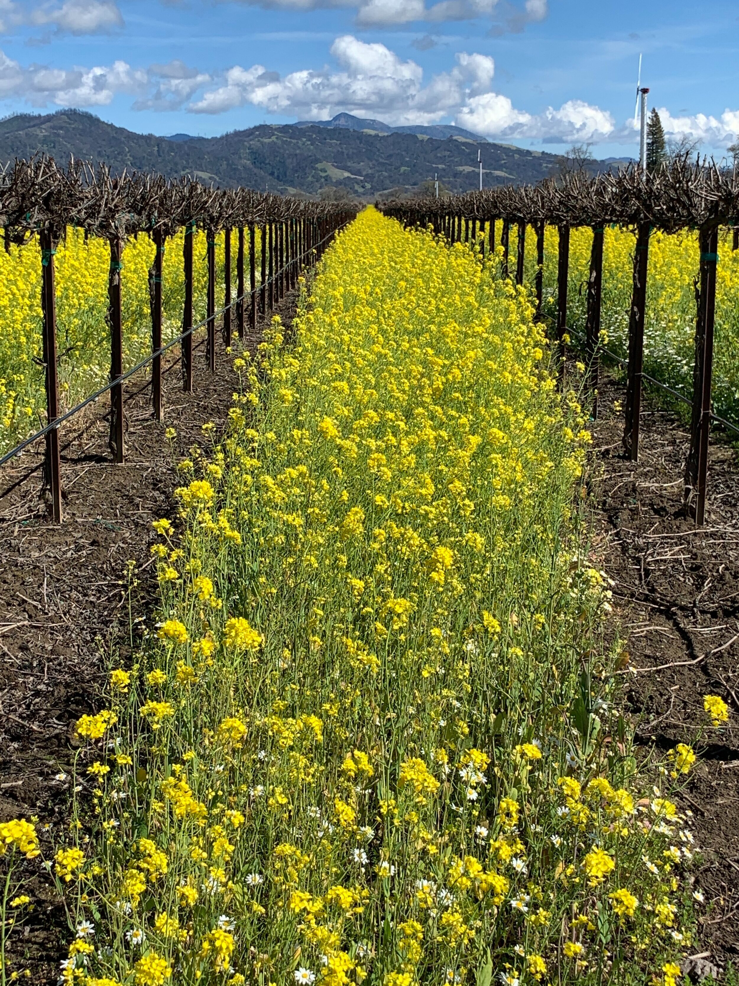 Cover crop between vines in Sonoma