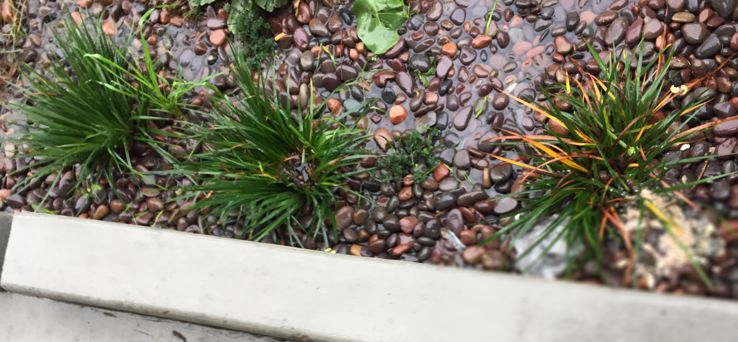 Planter_Curb_Rain_zoom.jpg