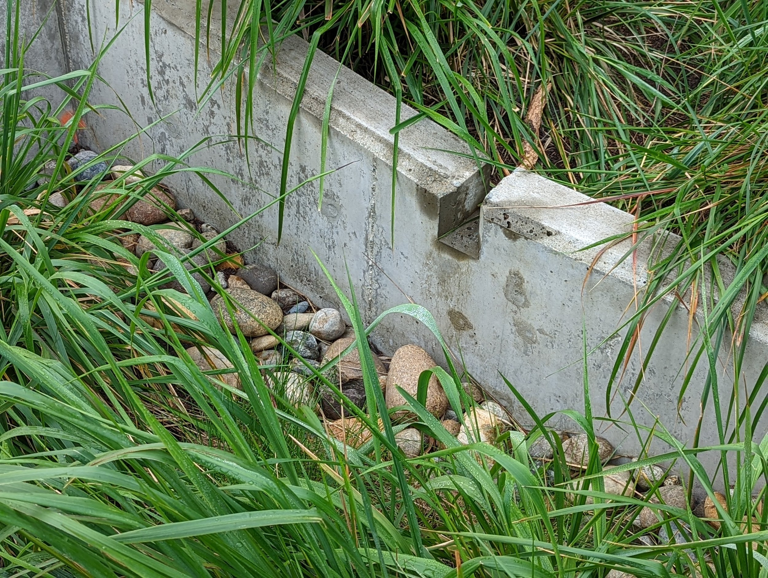 rain garden along camino del mar