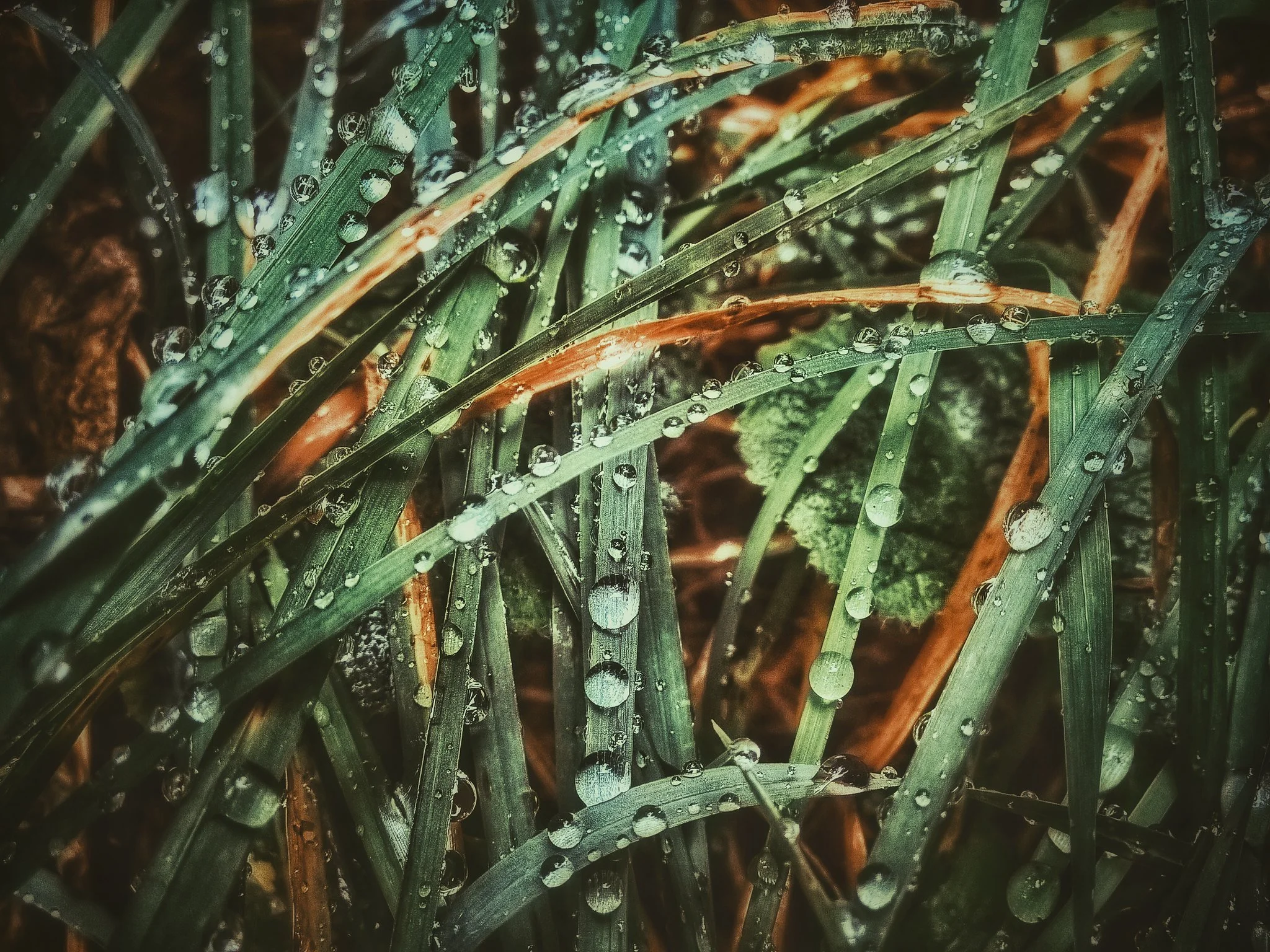 Grass-Rain_Alex-Lyapa_20150817.jpg