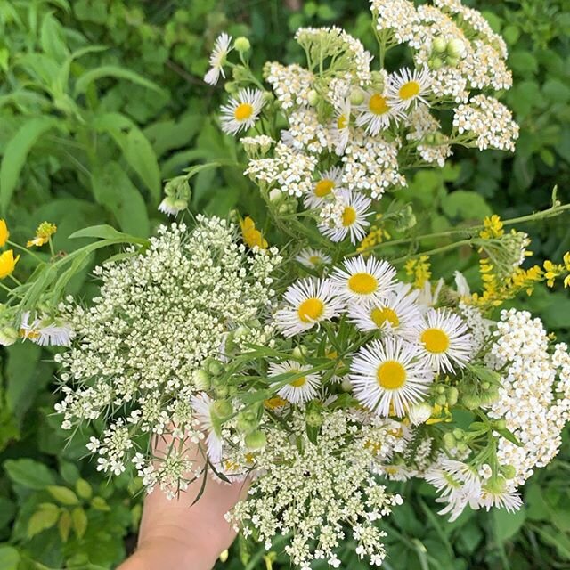Waysidia and Roadisia make for the prettiest summer bouquets! 🌿