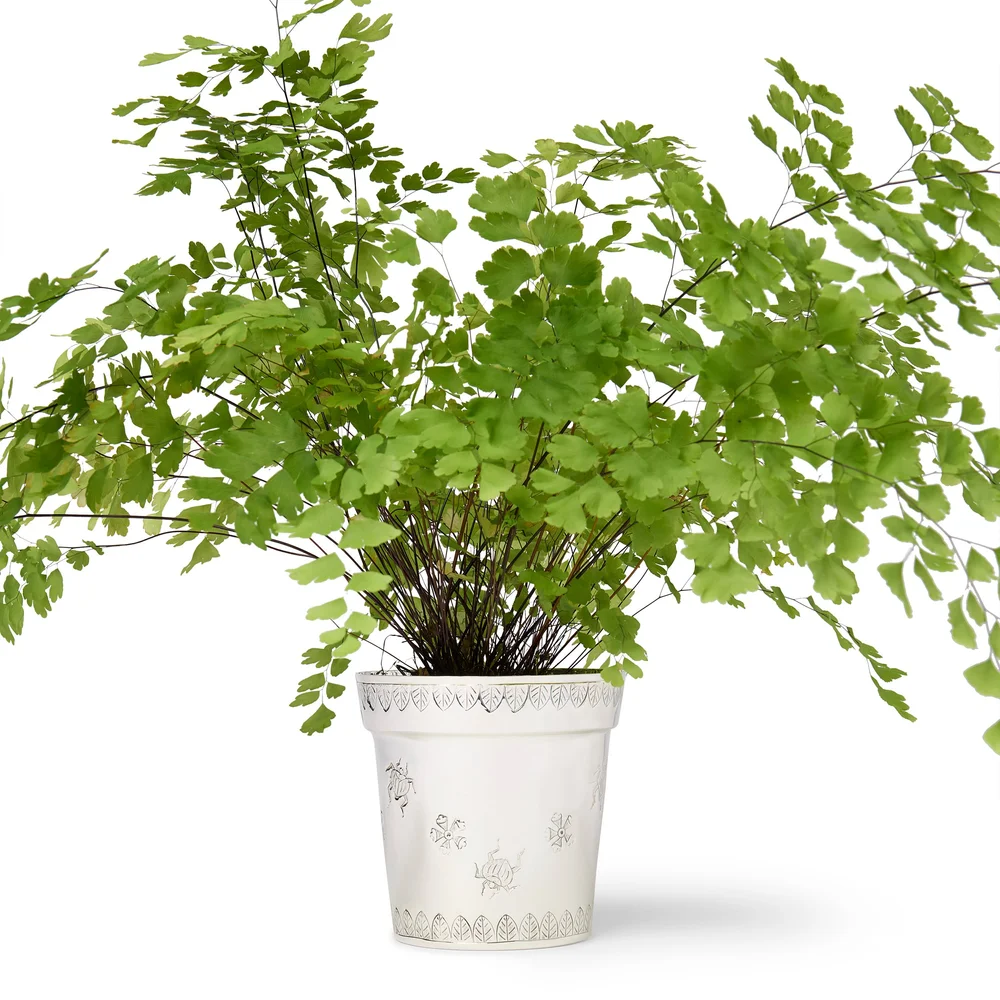 Jardin Cache-Pot  CeCe Barfield Inc.