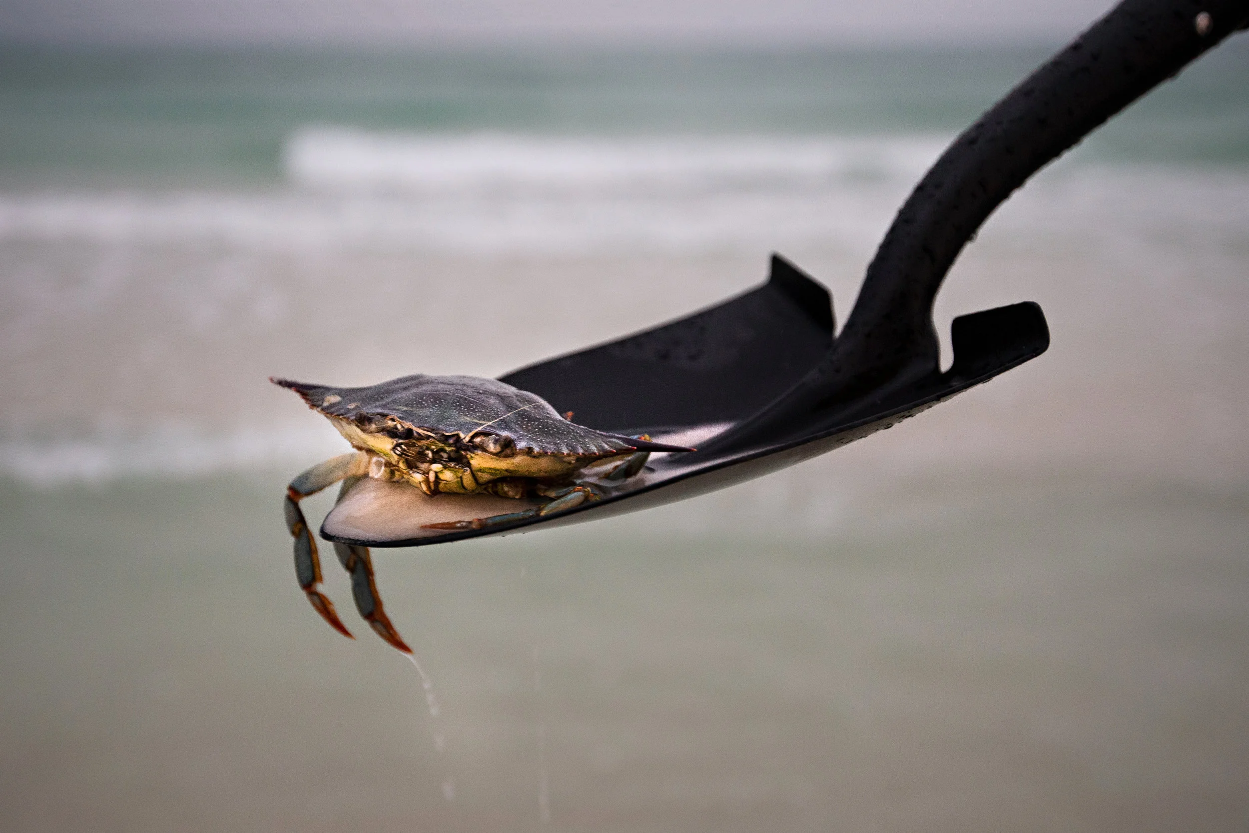 Looking for creatures at the beach is one of our favorite pastimes!
