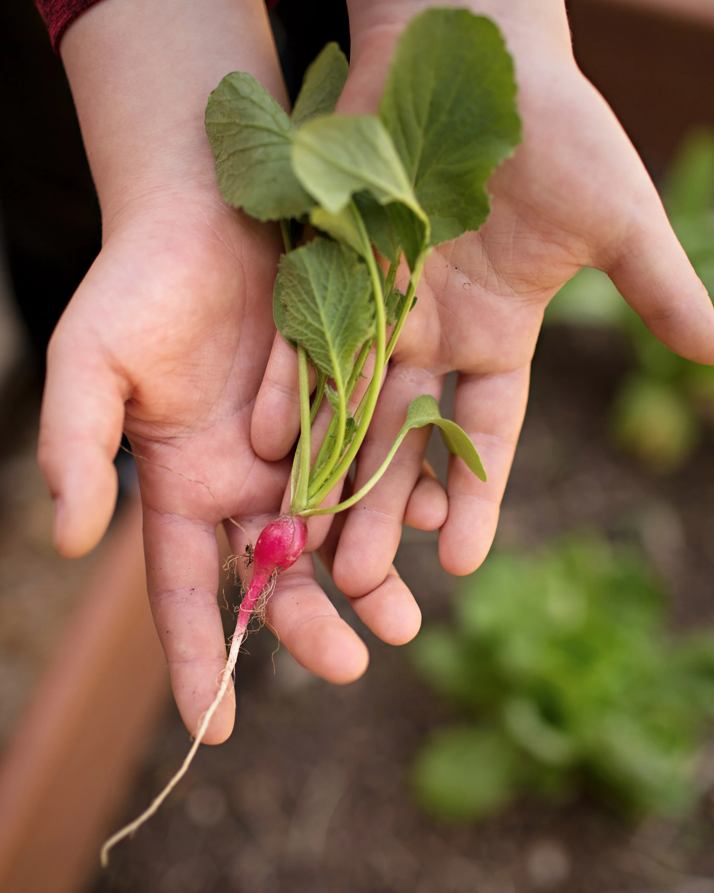 Growing a garden is even better when you get your kids involved. They love to pick the rewards!