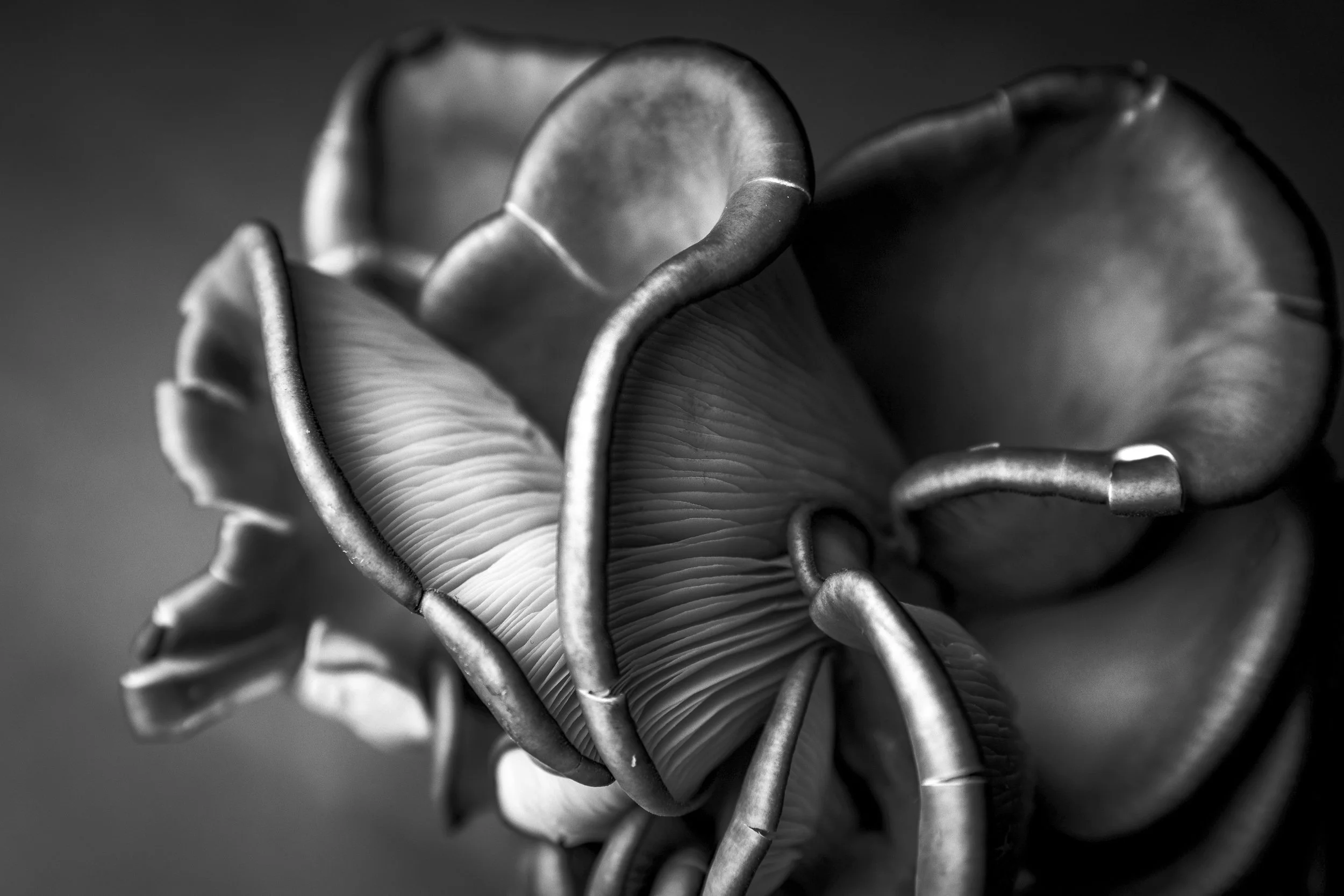 Mushrooms_0138.jpg