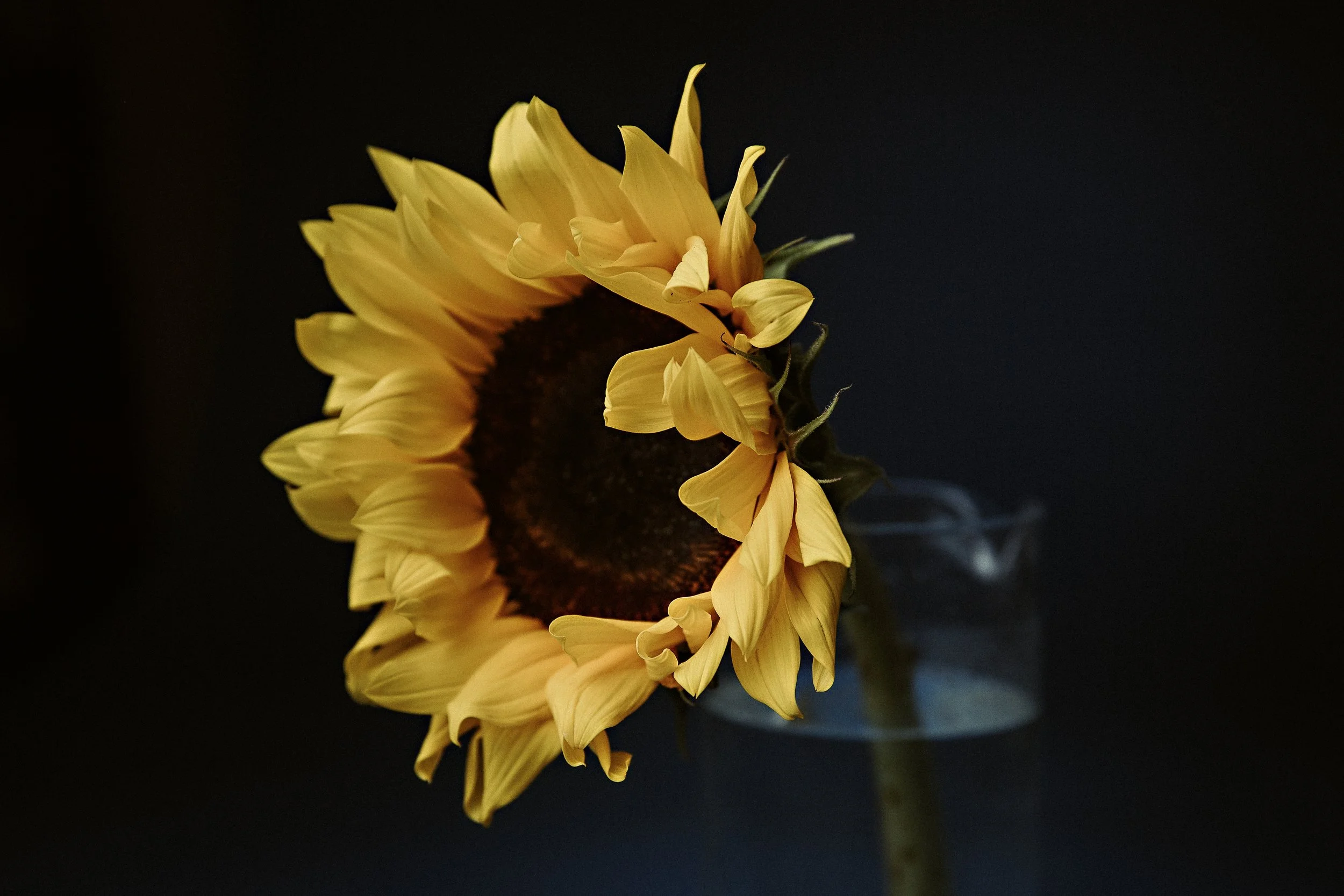 Sunflower_0551_1.jpg
