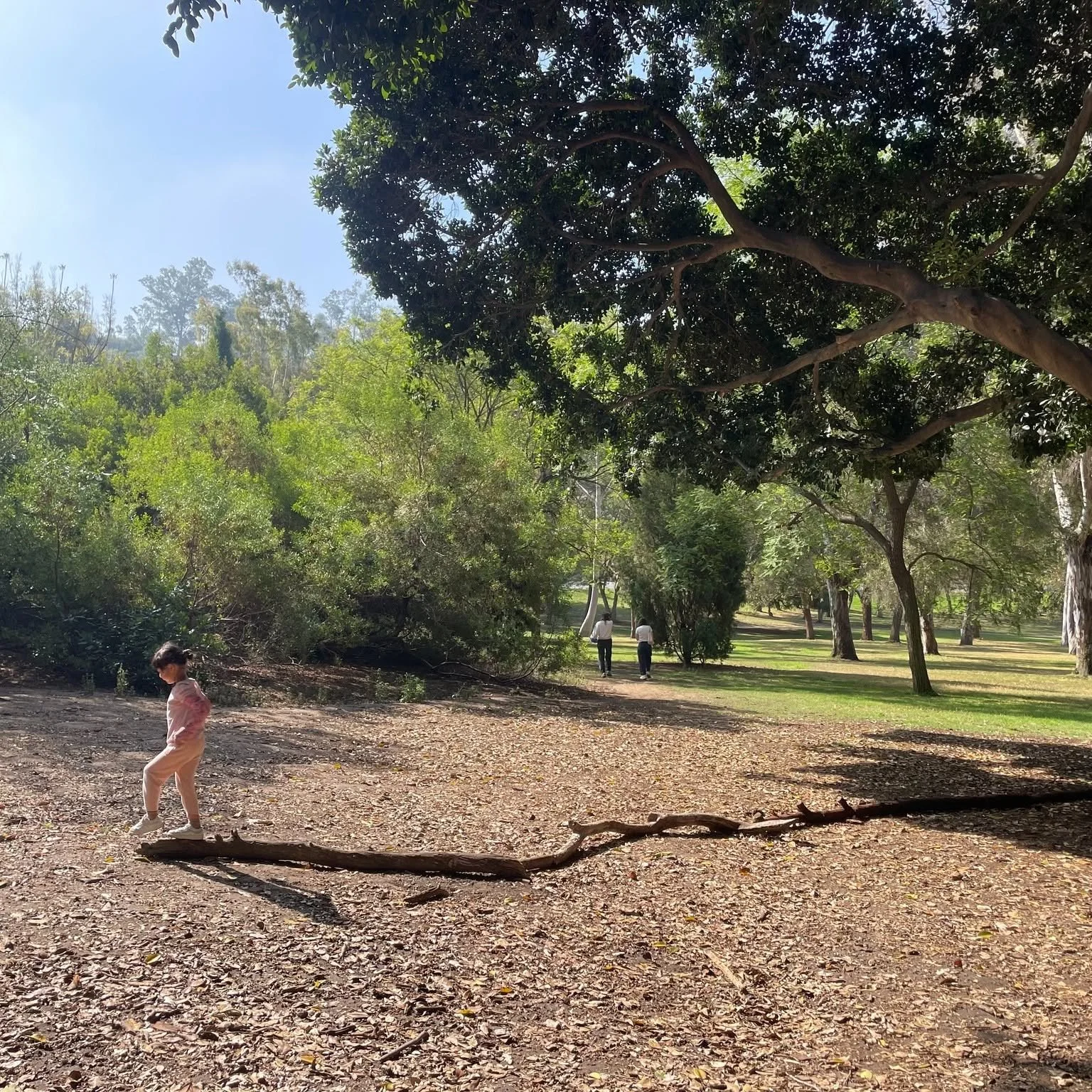 NOON DISMISSAL - No Nest 