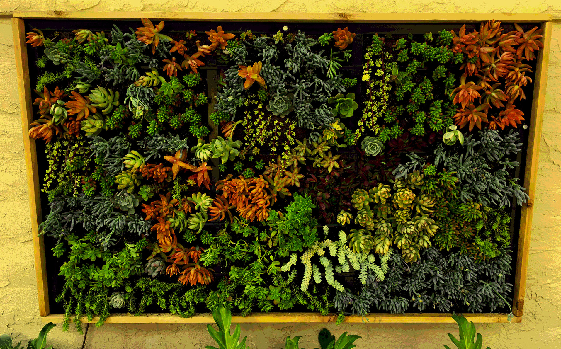 Living Wall 1.jpg