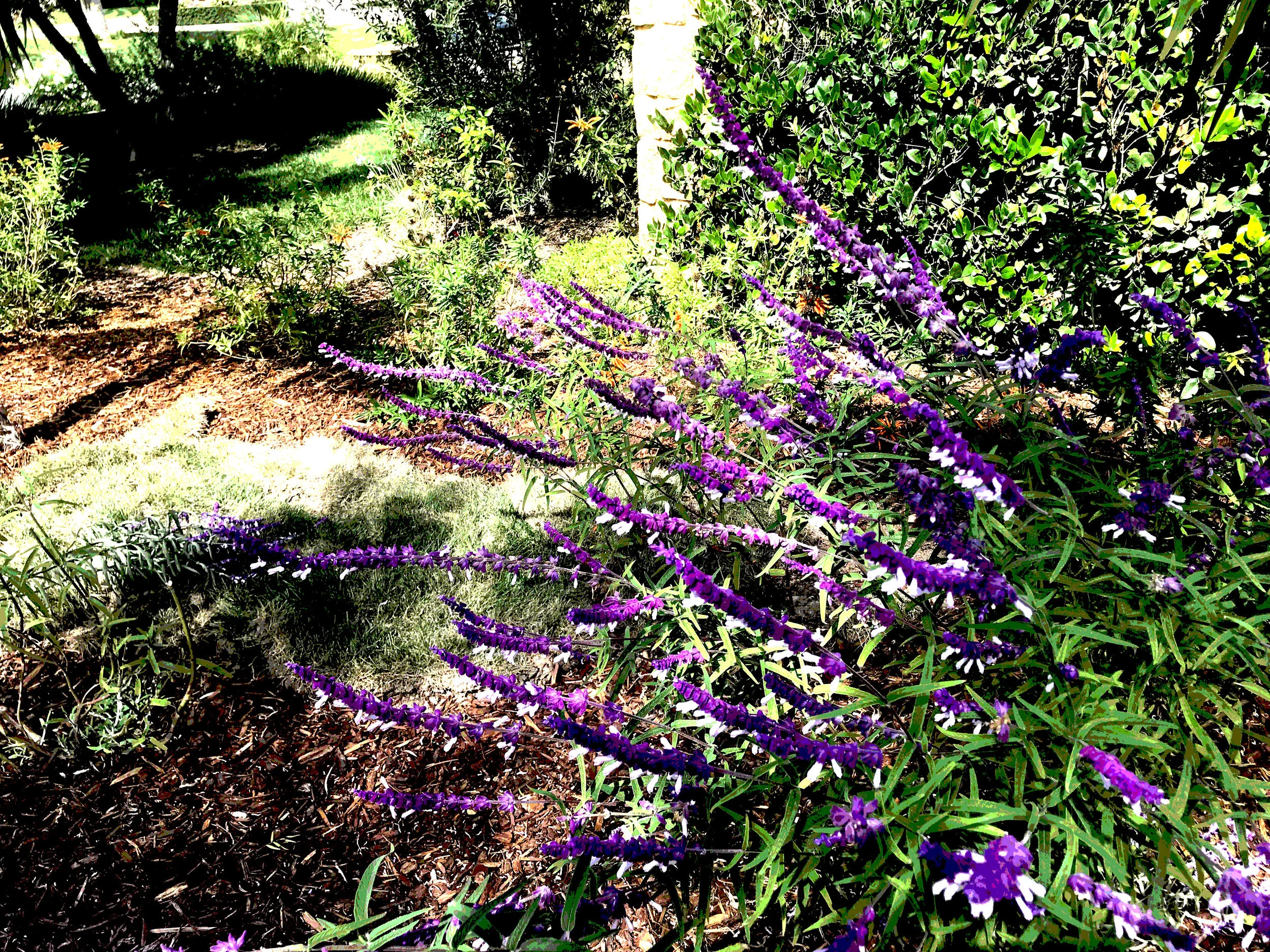 'The Grand Estate' in Rancho Santa Fe installed landscape - Rancho Santa Fe, San Diego