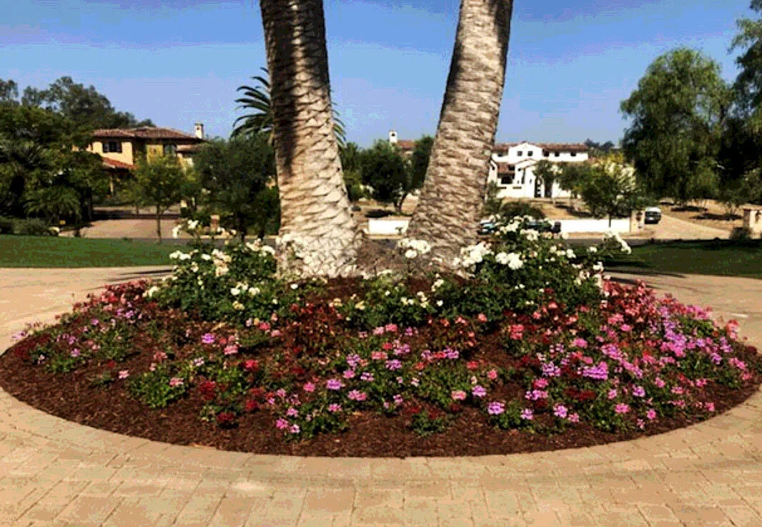 'The Grand Estate' in Rancho Santa Fe installed landscape - Rancho Santa Fe, San Diego