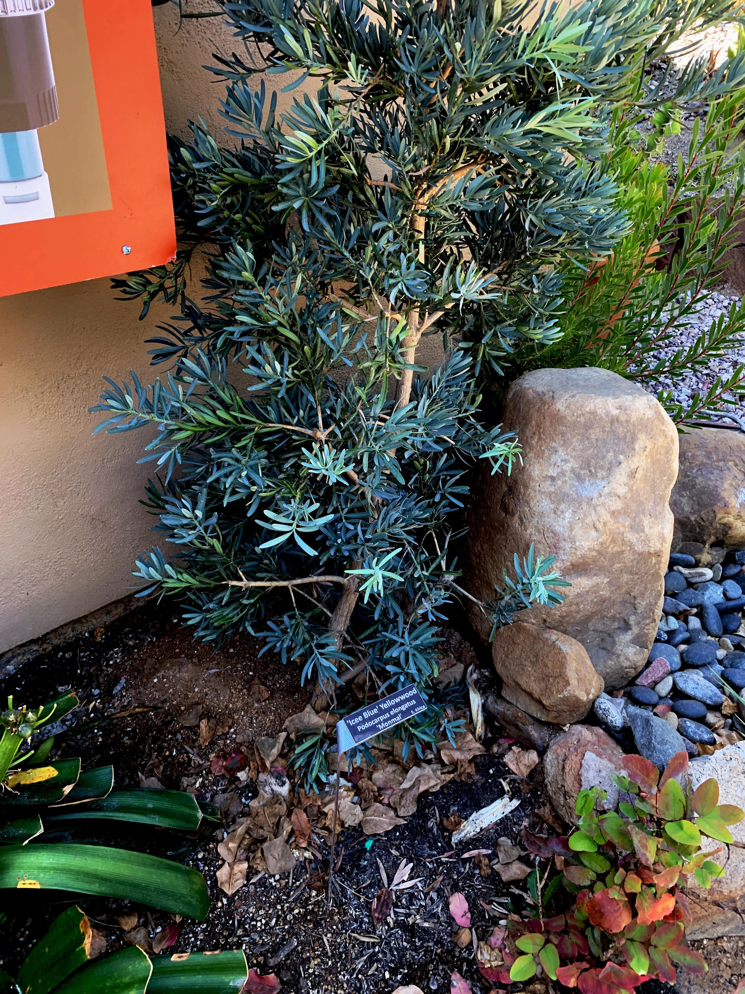 Cuyamaca Water Conservation Garden: *Design Contest Winner* in El Cajon installed landscape - El Cajon, San Diego County