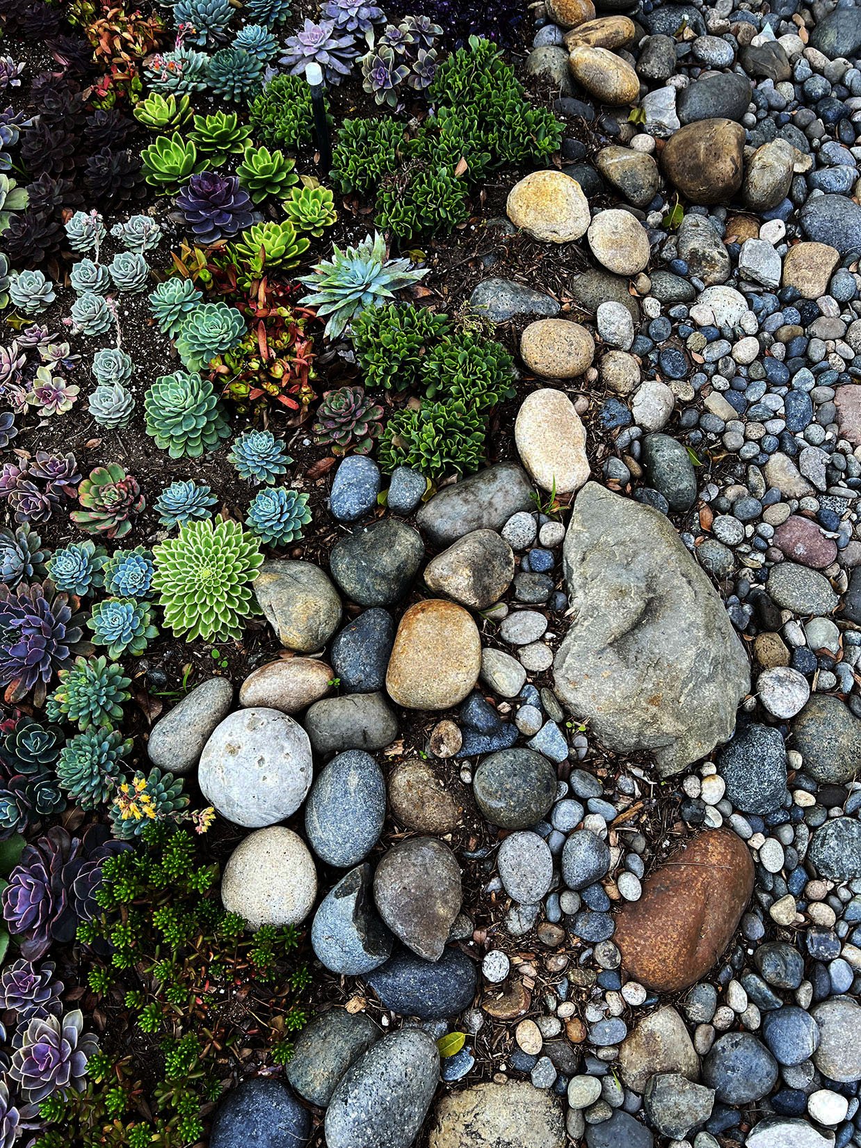 'The Butterfly Painting' in Solana Beach installed landscape - Solana Beach, San Diego