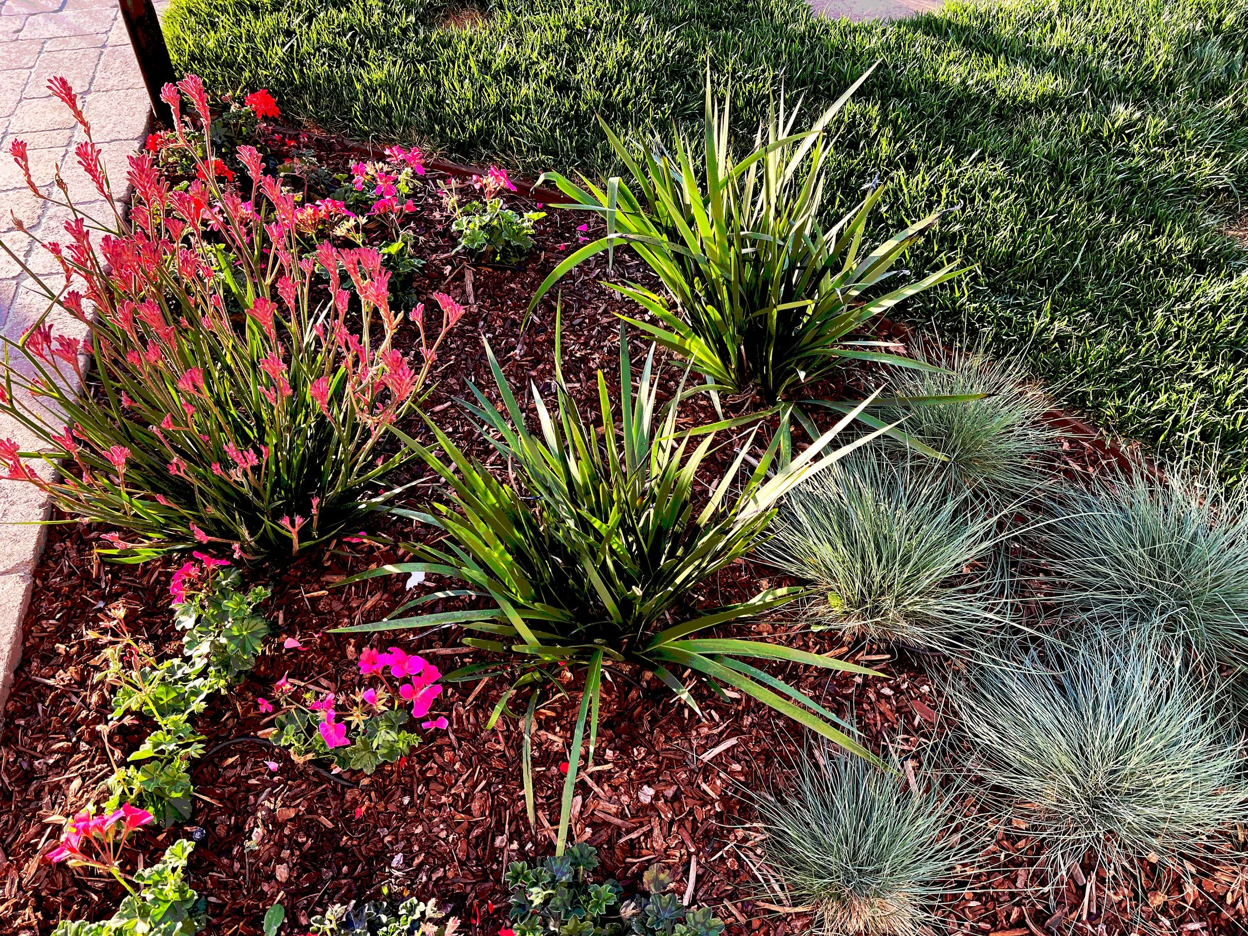 'Luminous Hilltop' in Kearny Mesa installed landscape - Kearny Mesa, San Diego