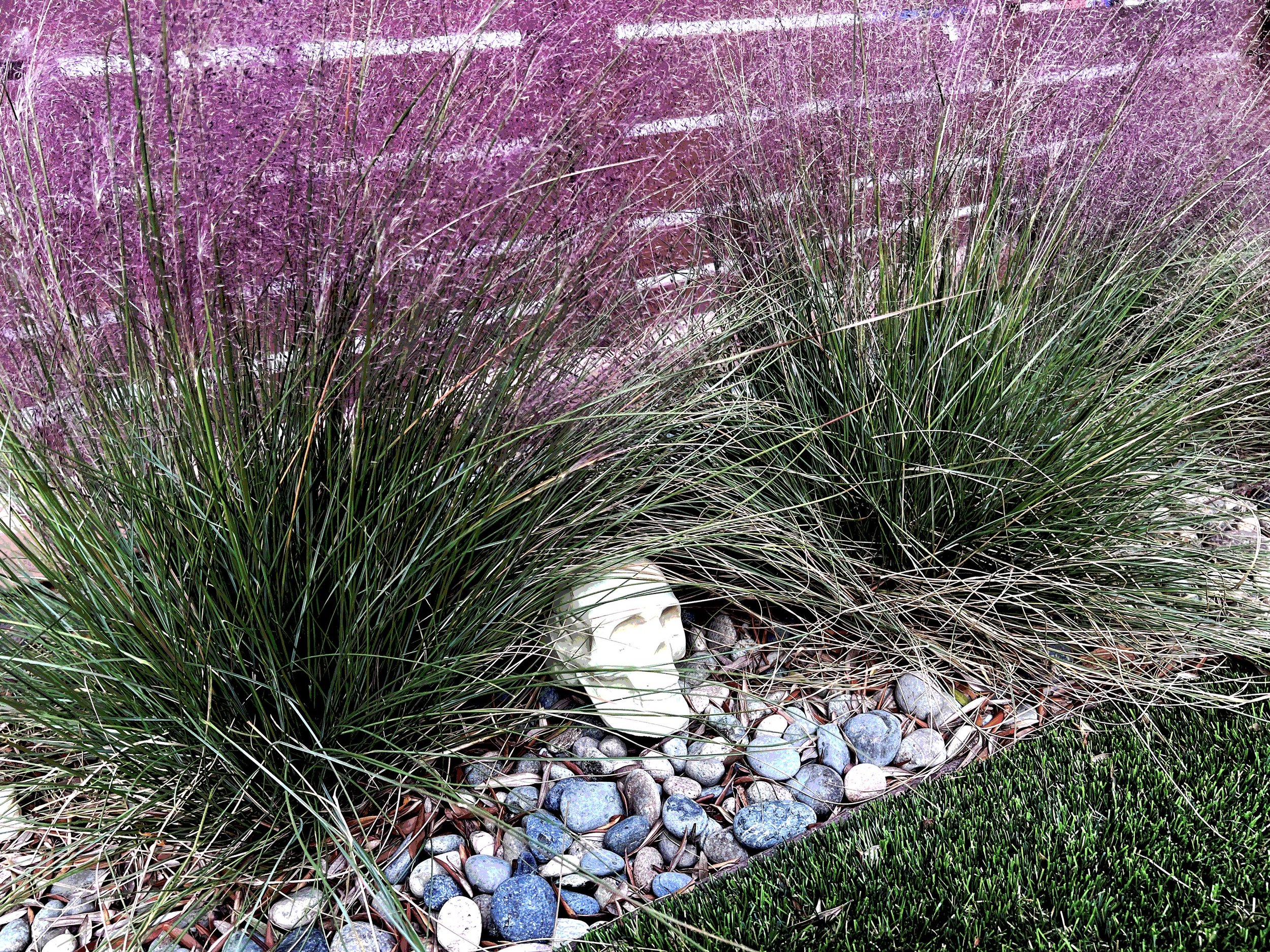 'The Realm of Hades' in North Park installed landscape - North Park, San Diego