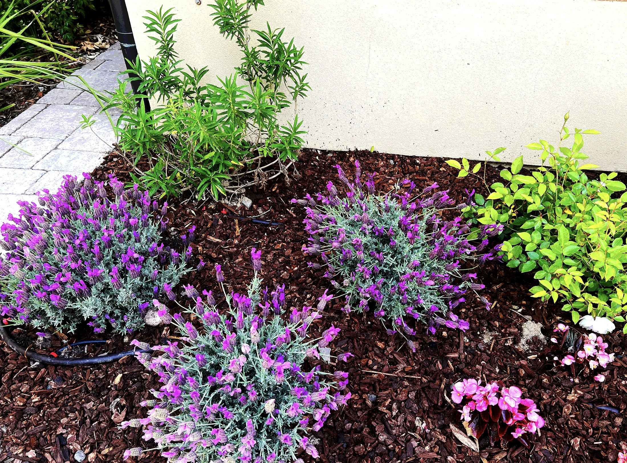 'Mediterranean Sky' in Rancho Santa Fe installed landscape - Rancho Santa Fe, San Diego