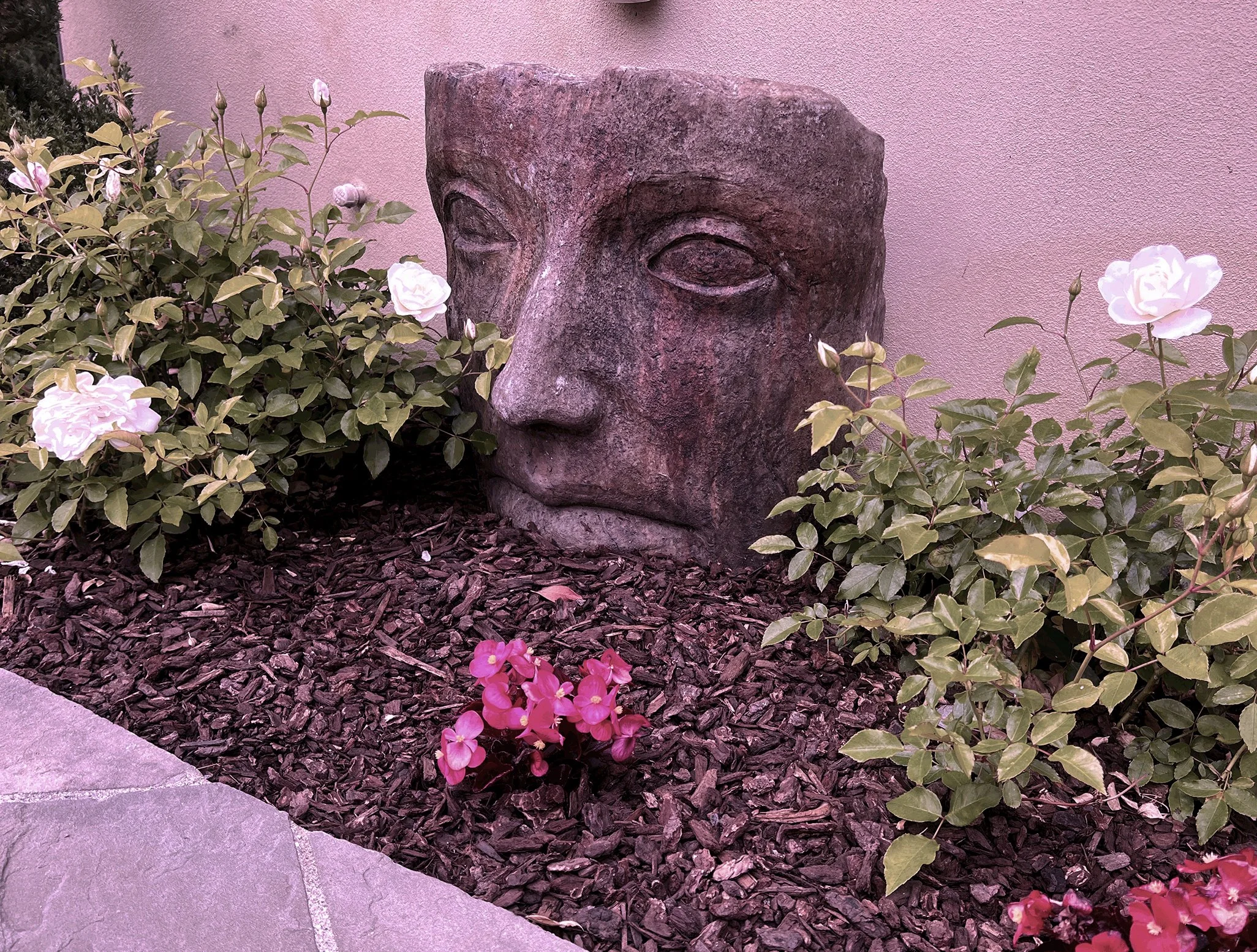 'Mediterranean Sky' in Rancho Santa Fe installed landscape - Rancho Santa Fe, San Diego