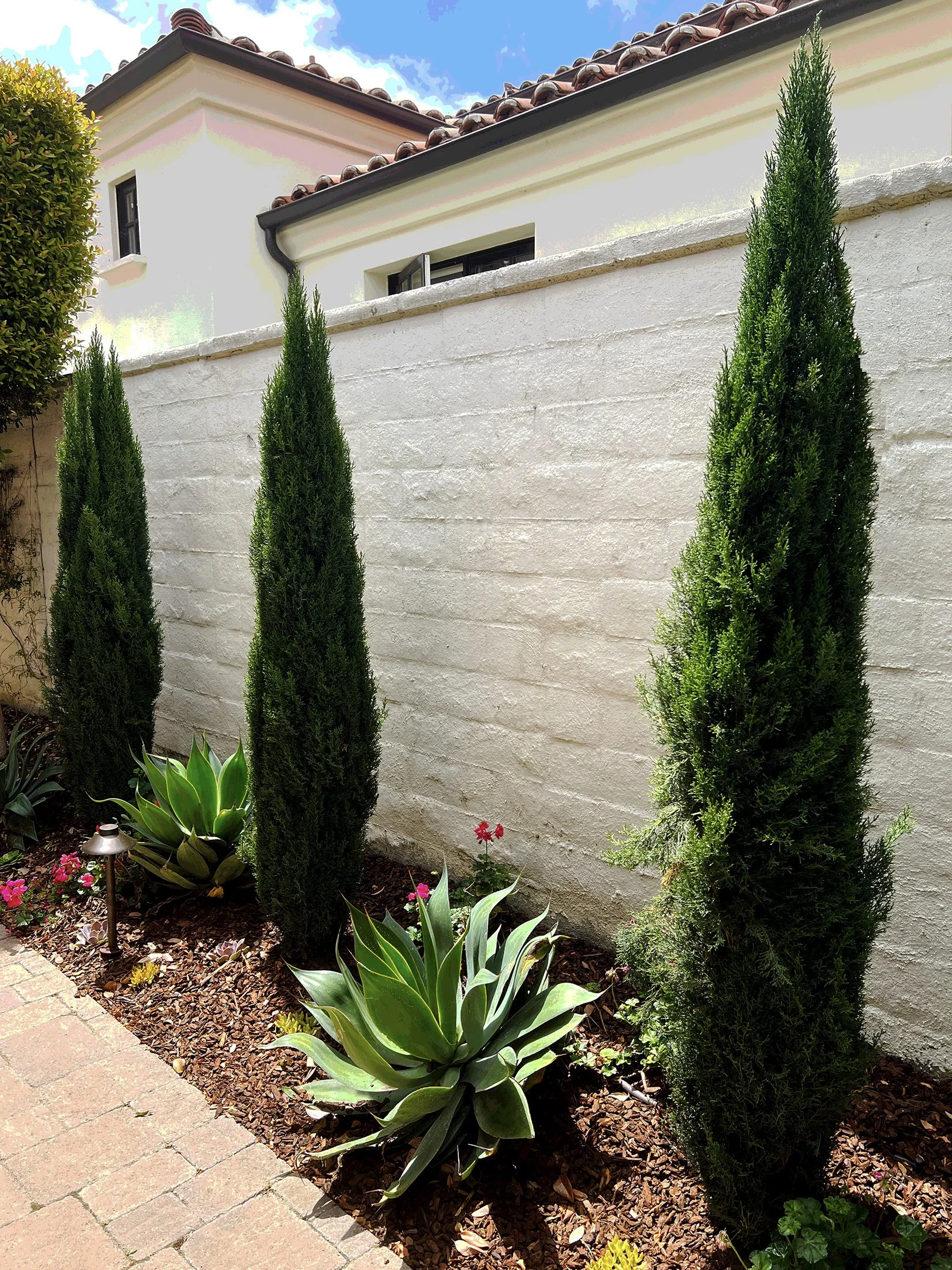 'Mediterranean Sky' in Rancho Santa Fe installed landscape - Rancho Santa Fe, San Diego