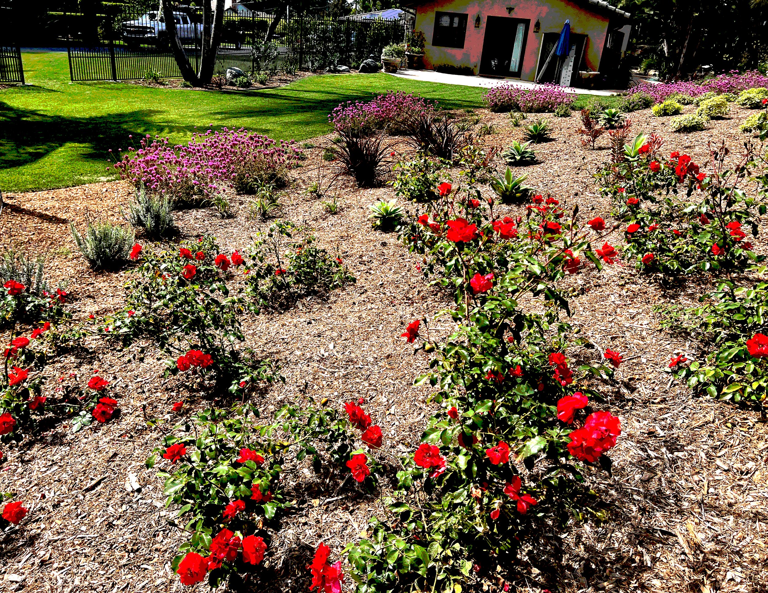 'The Universe in a Mustard Seed' in Del Mar installed landscape - Del Mar, San Diego