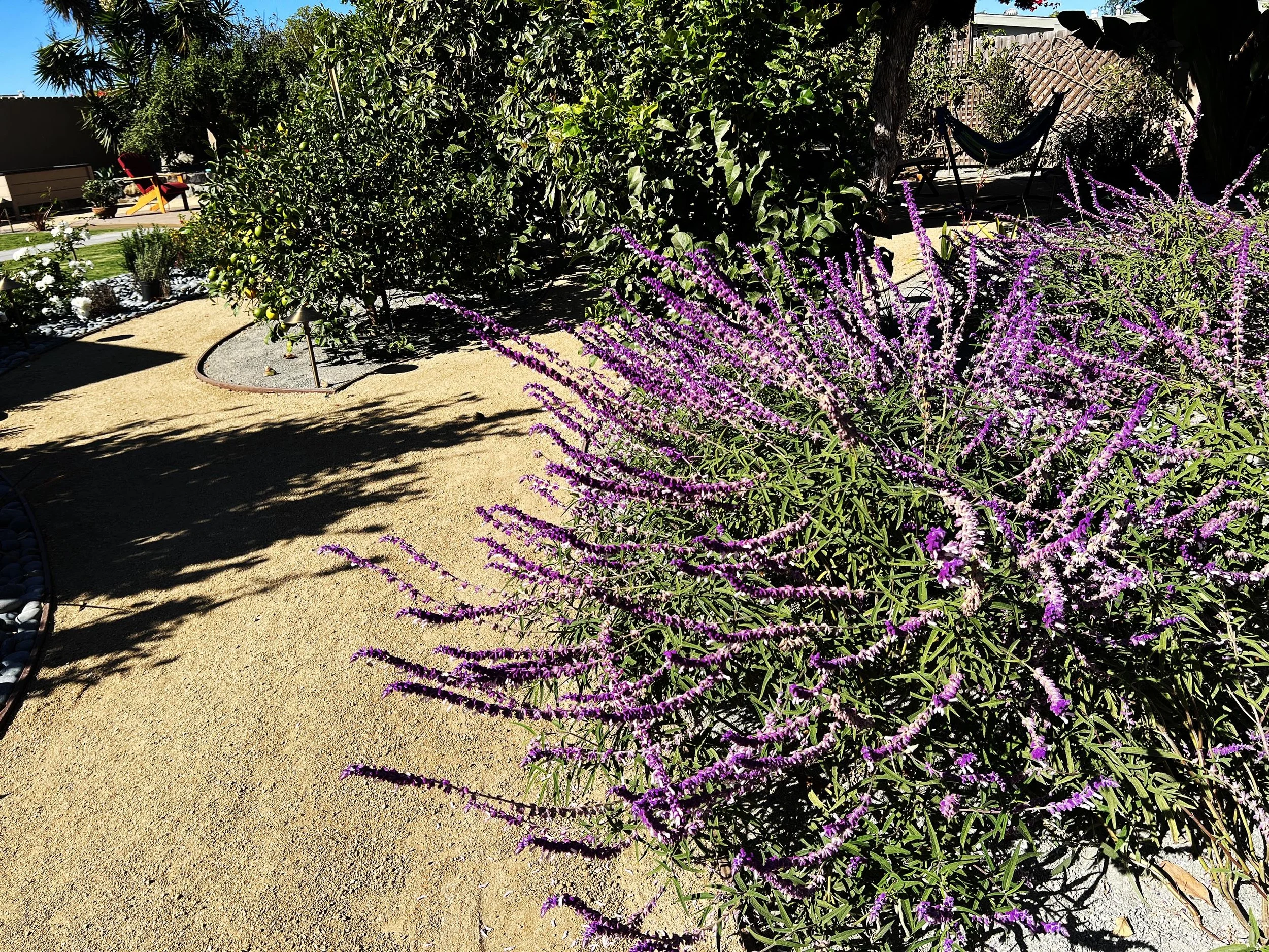 'A New World' in Clairemont installed landscape - North Clairemont, San Diego
