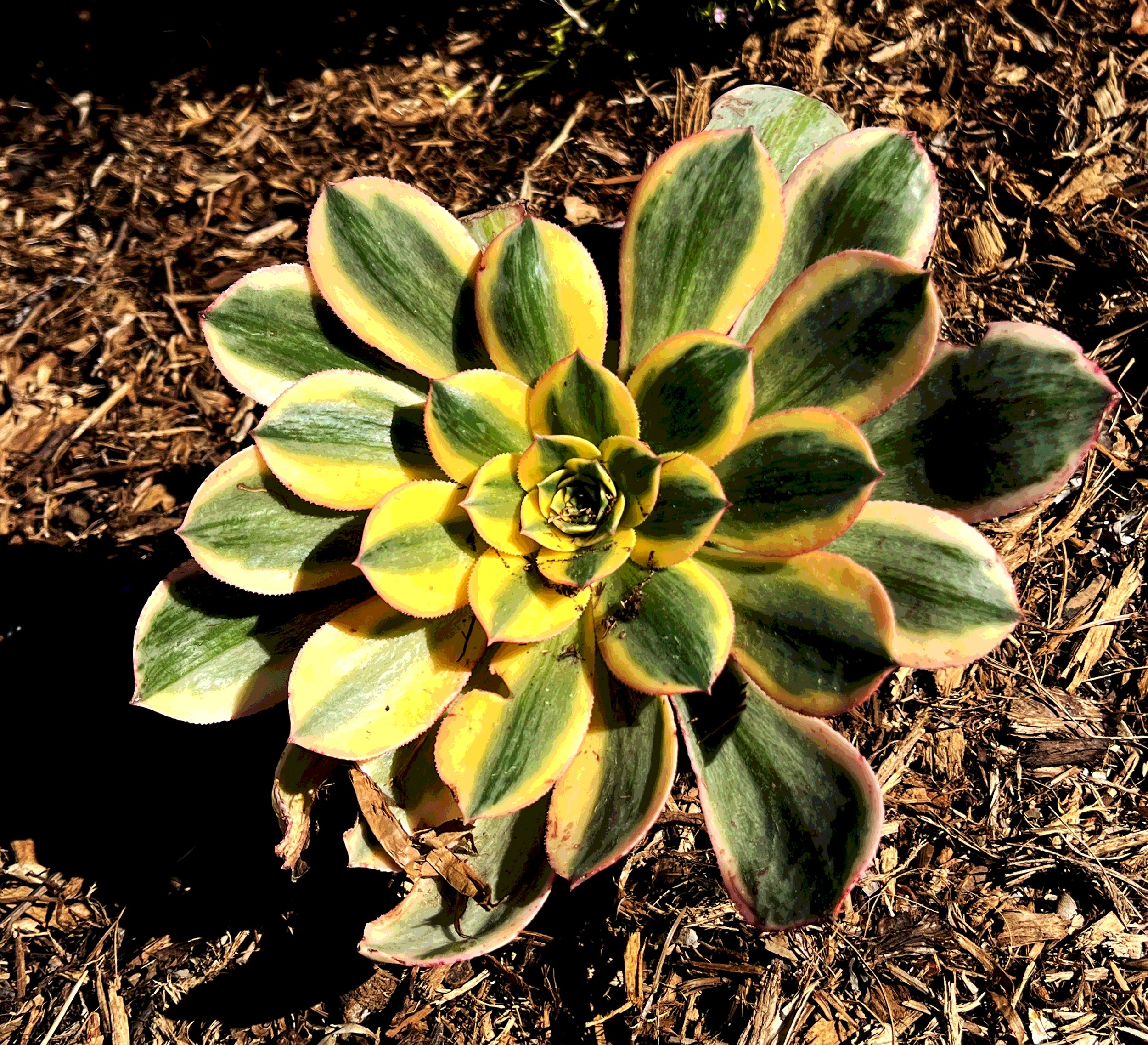 'Chalice of Grandeur' in La Jolla installed landscape - La Jolla, San Diego