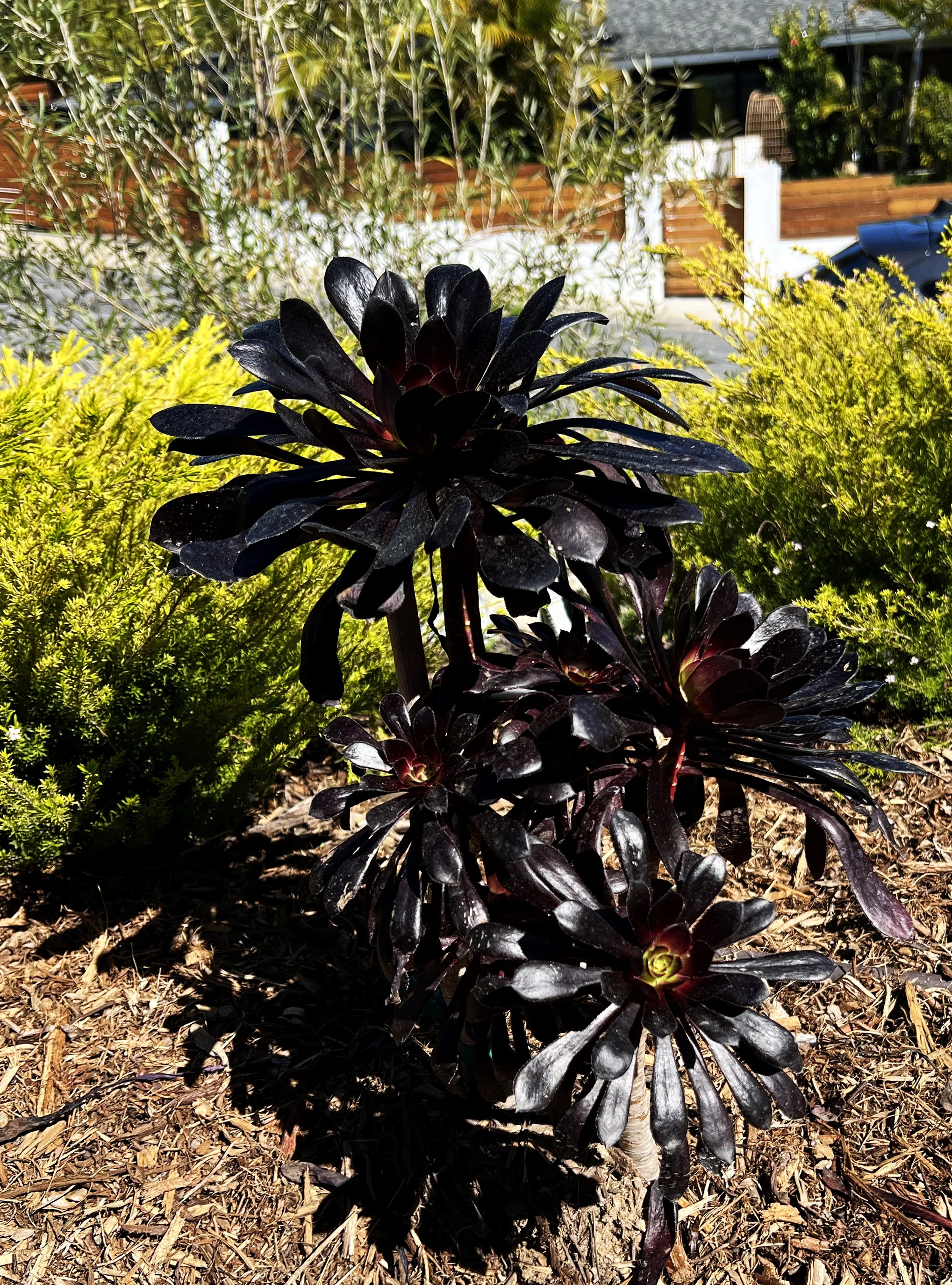 'Chalice of Grandeur' in La Jolla installed landscape - La Jolla, San Diego