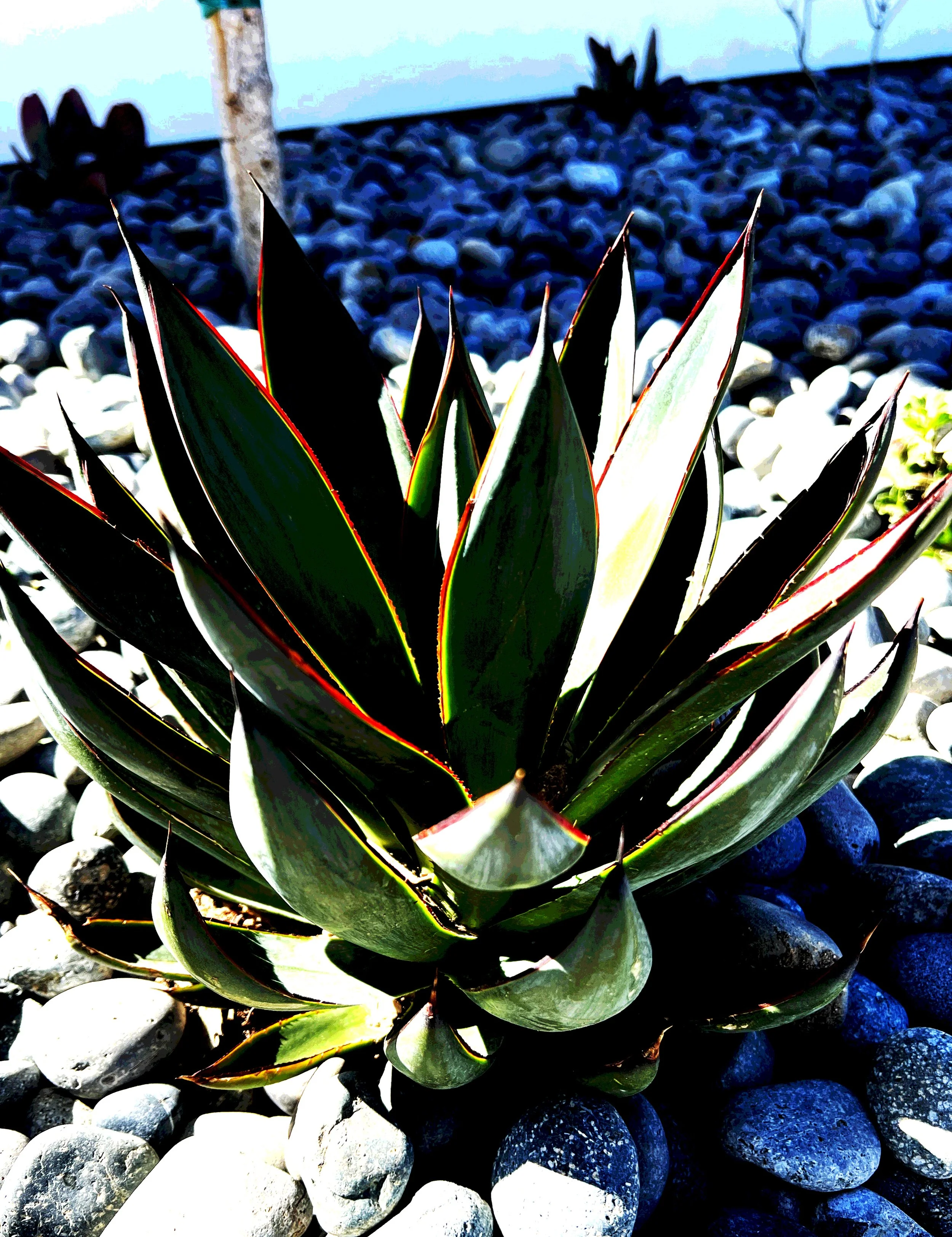 'Chalice of Grandeur' in La Jolla installed landscape - La Jolla, San Diego
