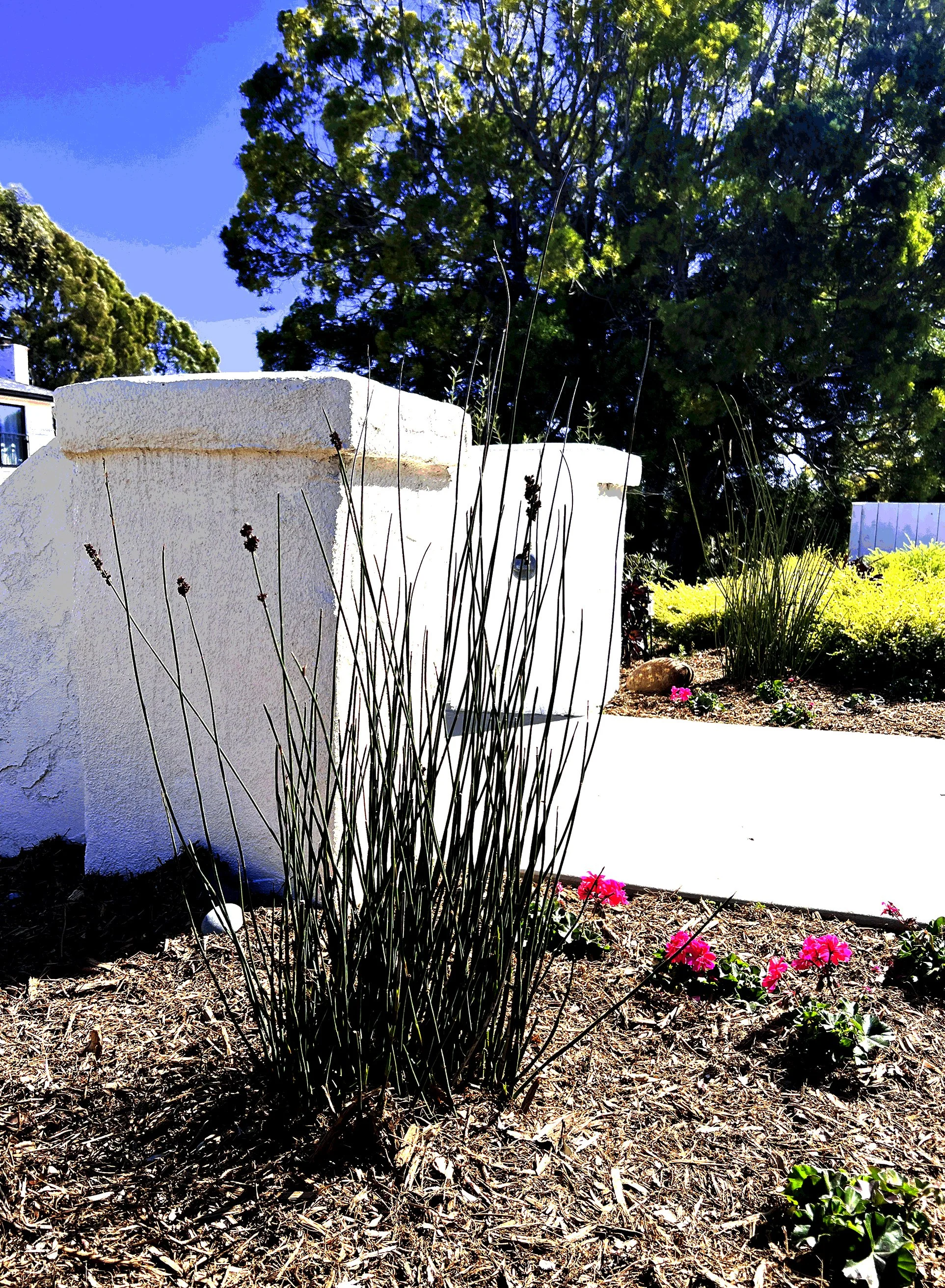 'Chalice of Grandeur' in La Jolla installed landscape - La Jolla, San Diego