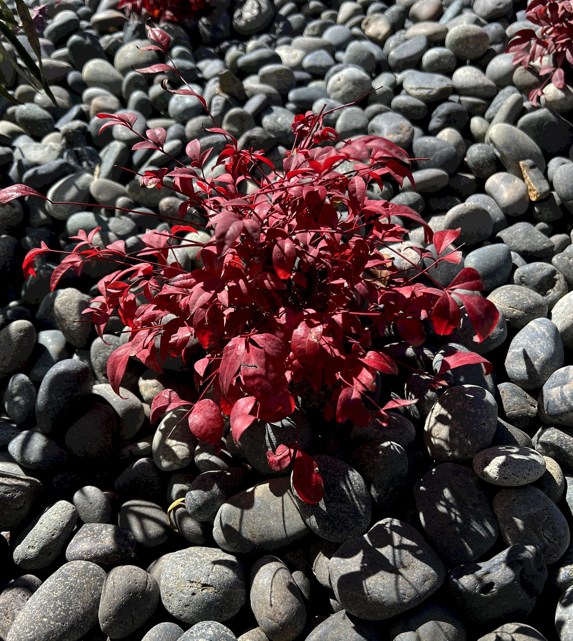 'Chalice of Grandeur' in La Jolla installed landscape - La Jolla, San Diego