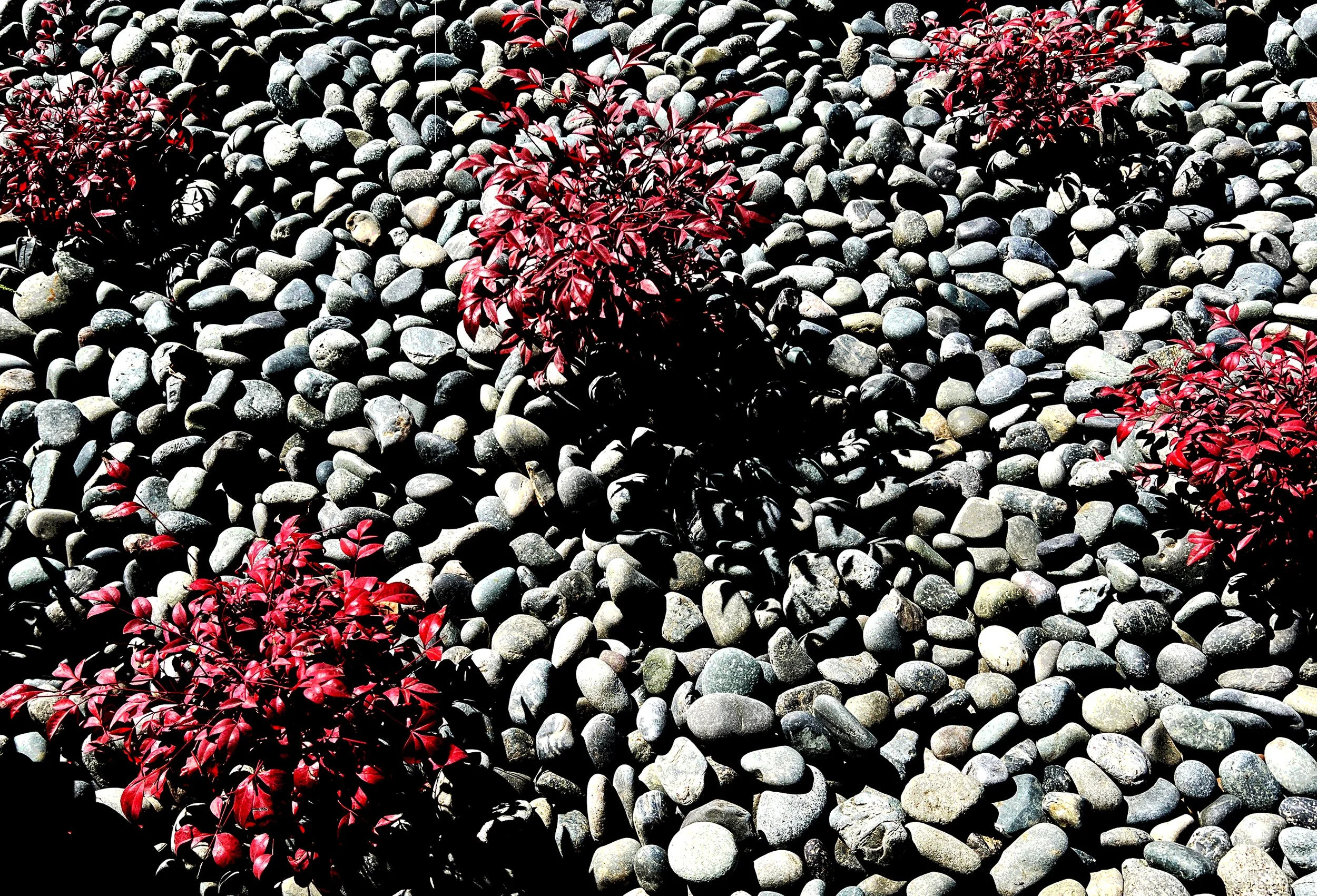 'Chalice of Grandeur' in La Jolla installed landscape - La Jolla, San Diego